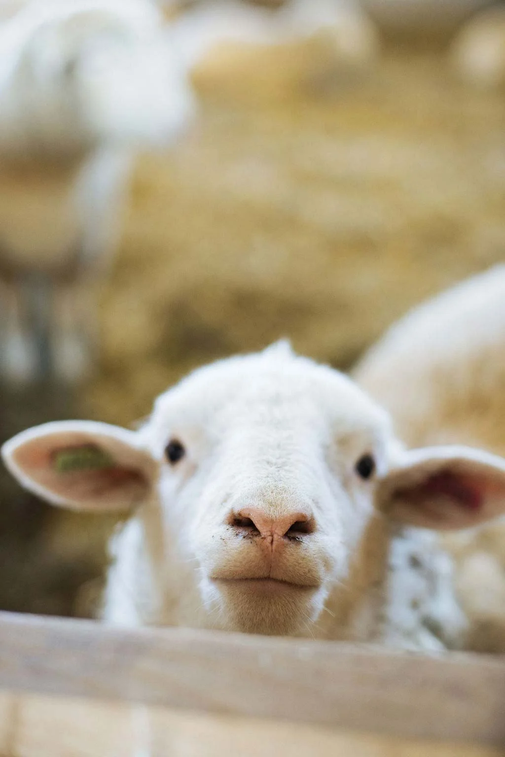 Close-up of a young white lamb with pink nose and ears, looking directly at the camera, in a farm or pasture setting.