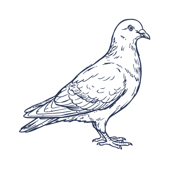 Outline drawing of a pigeon facing right with detailed feather lines.