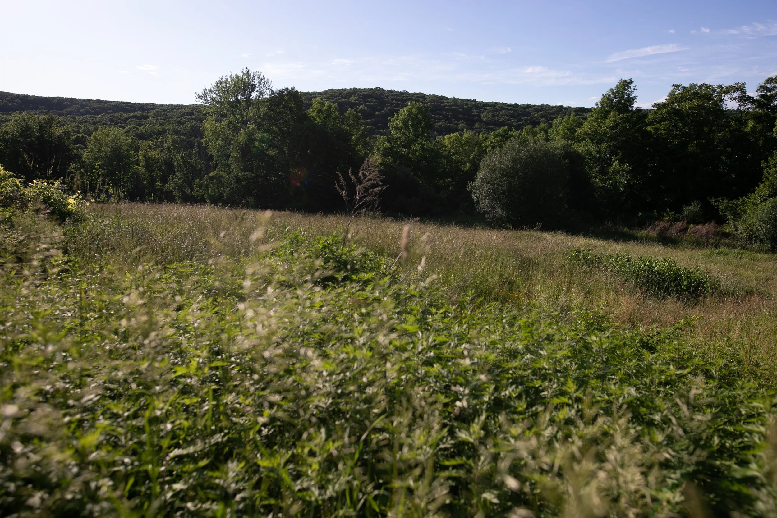 1466_260616.jpg