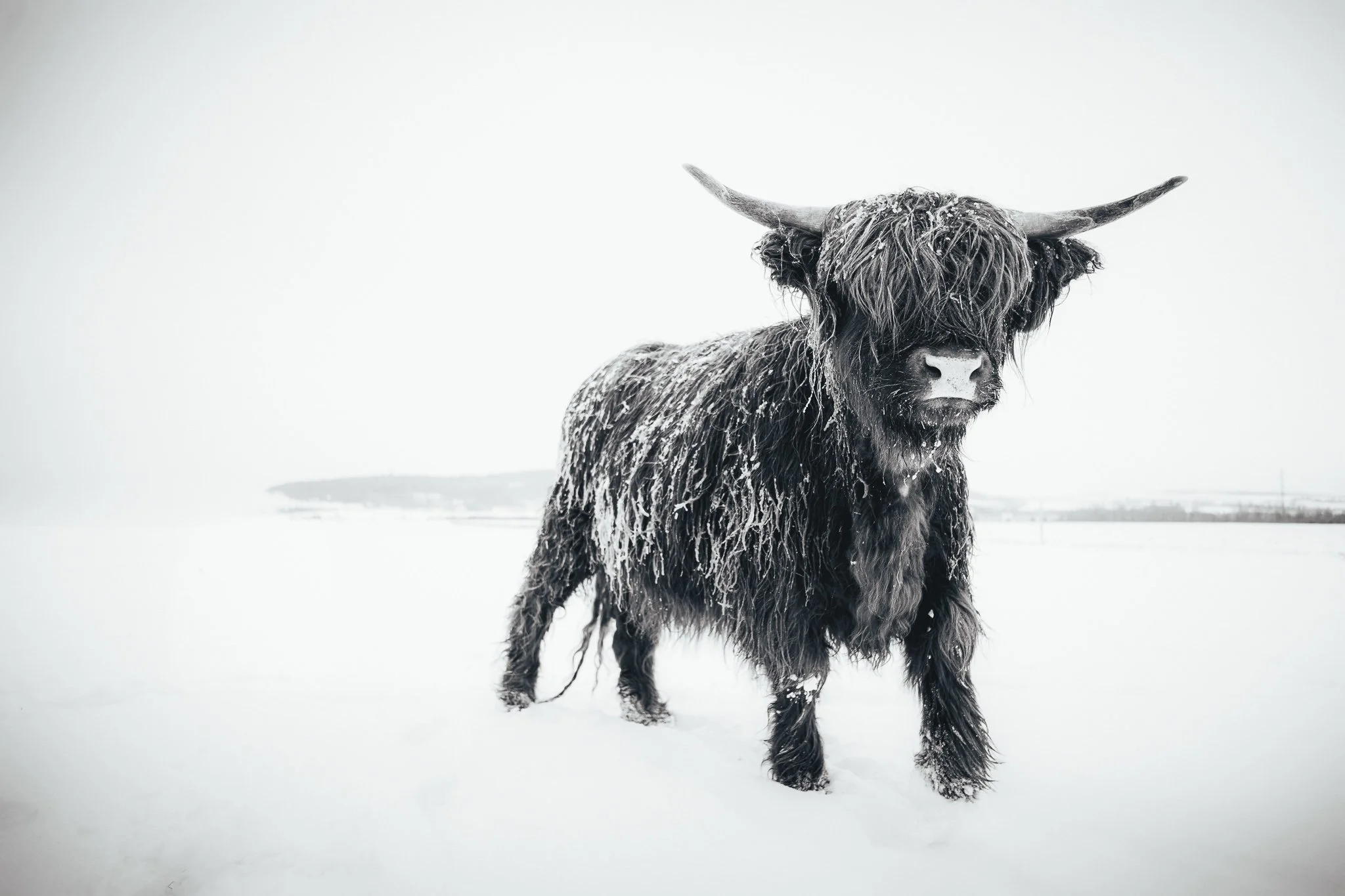 A Highland cattle walking in snow, with long curly dark hair, large curved horns, and a snowy landscape background.