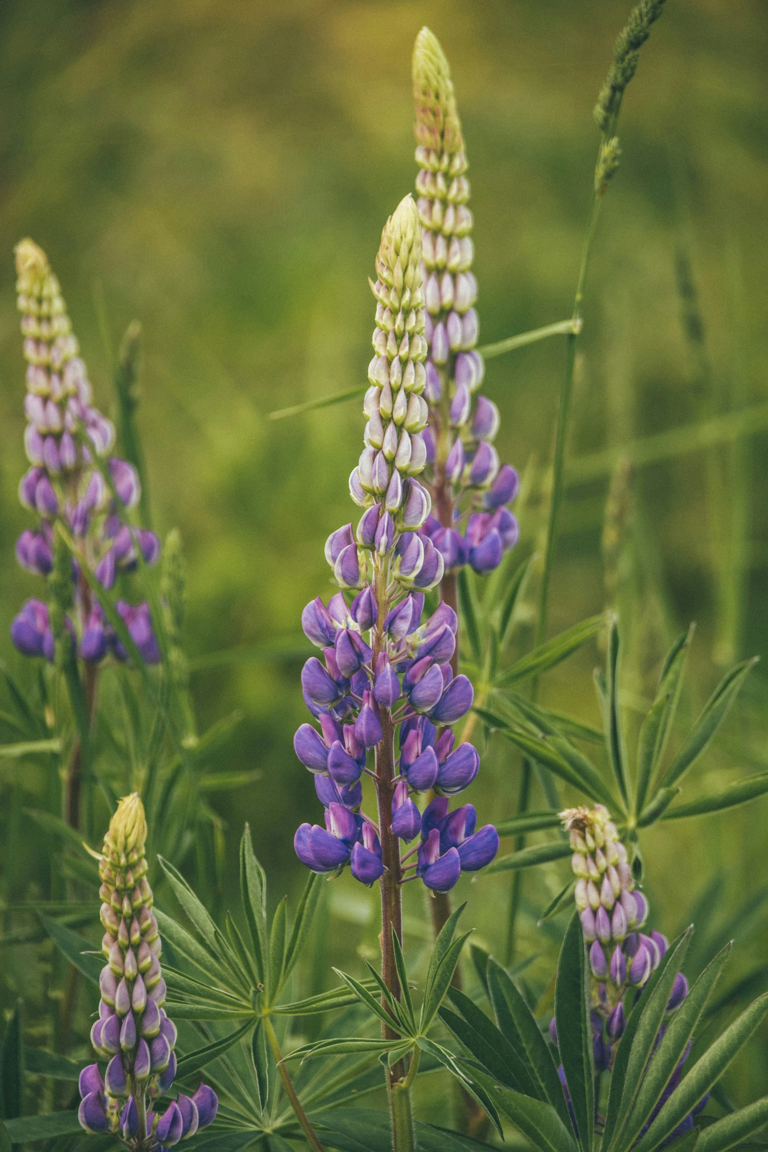 Close-up of purple lupine flowers growing in a field with green background.