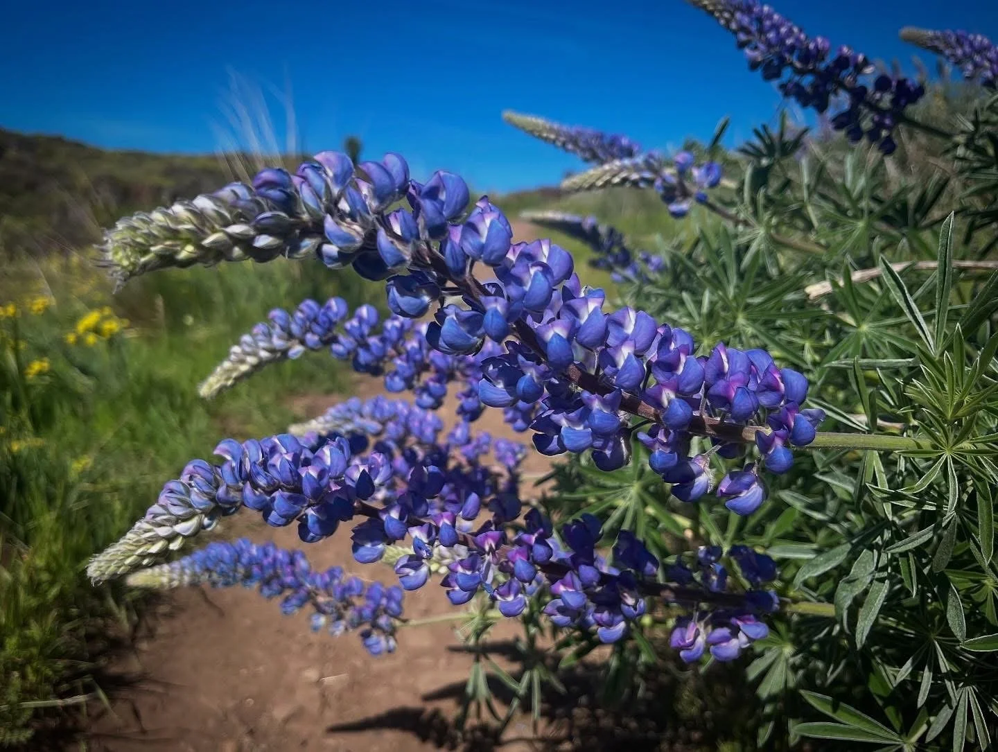 Close-up of purple lupine flowers growing along a dirt trail with green grass and a blue sky in the background.