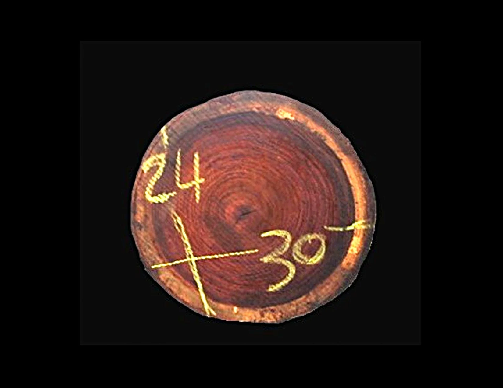 Parota Round Crosscut - H1470GNC - 30” L x 23” W x 2” T - 10 BF