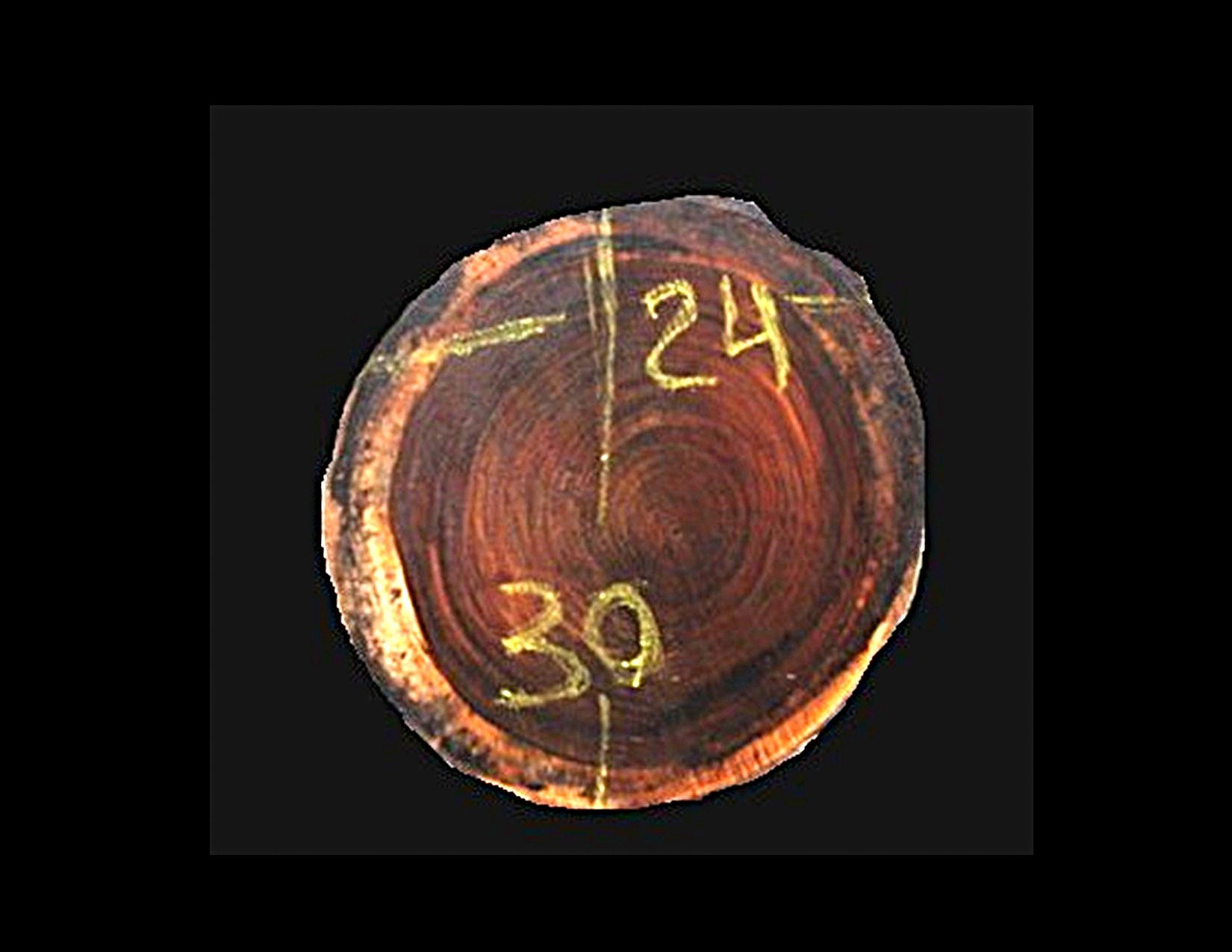 Parota Round Crosscut - H1439GNC - 29” L x 25” W x 2” T - 10 BF