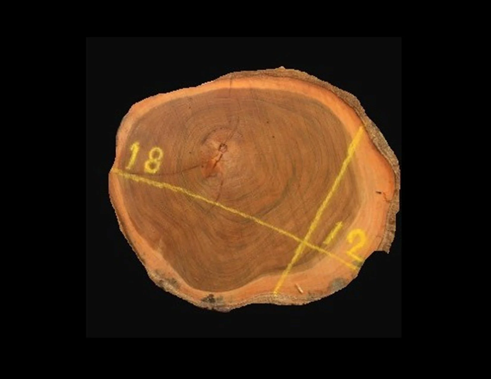 Teak Round Crosscut - H1368TEA - 18” L x 12” W x 2” T - 3 BF