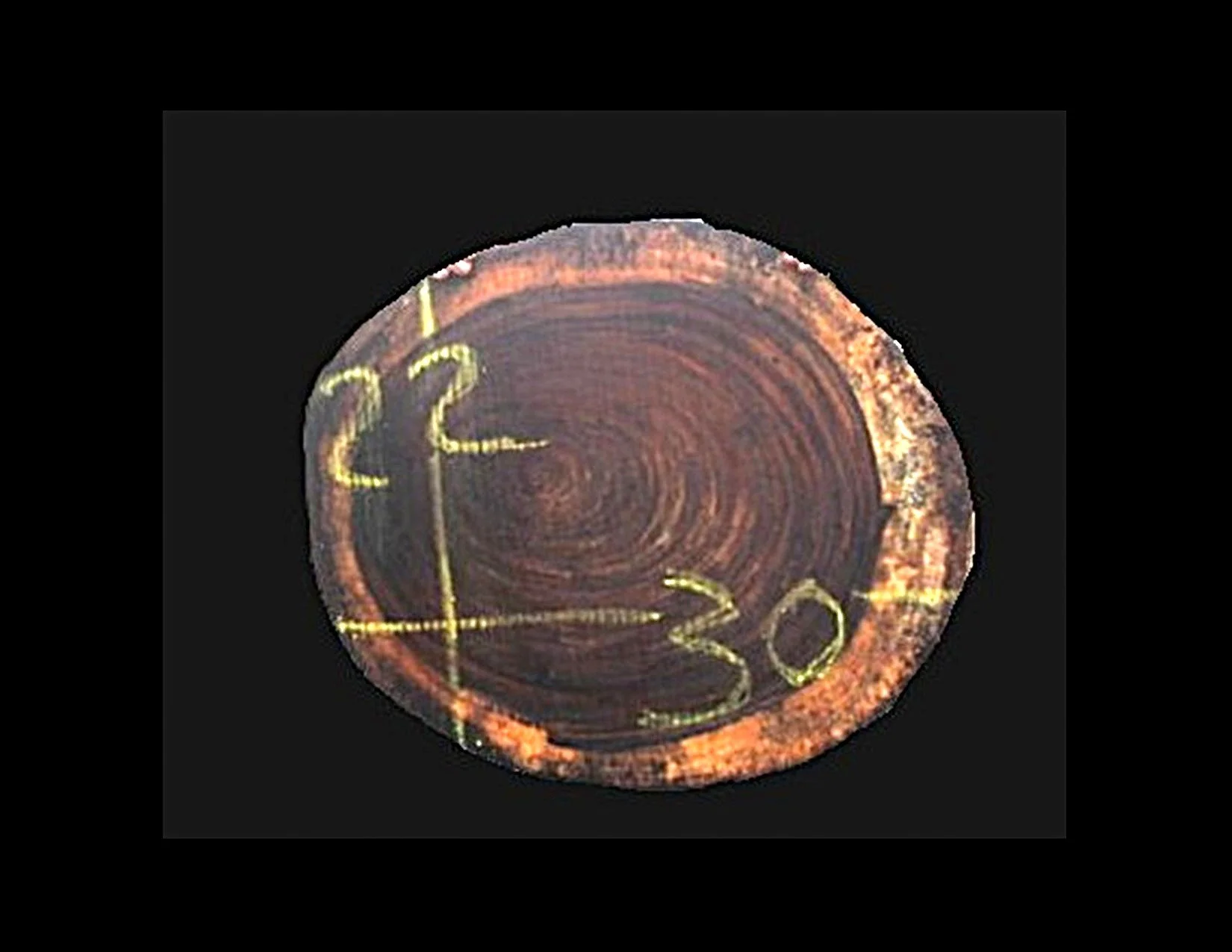 Parota Round Crosscut - H1468GNC - 29” L x 23” W x 2” T - 9 BF