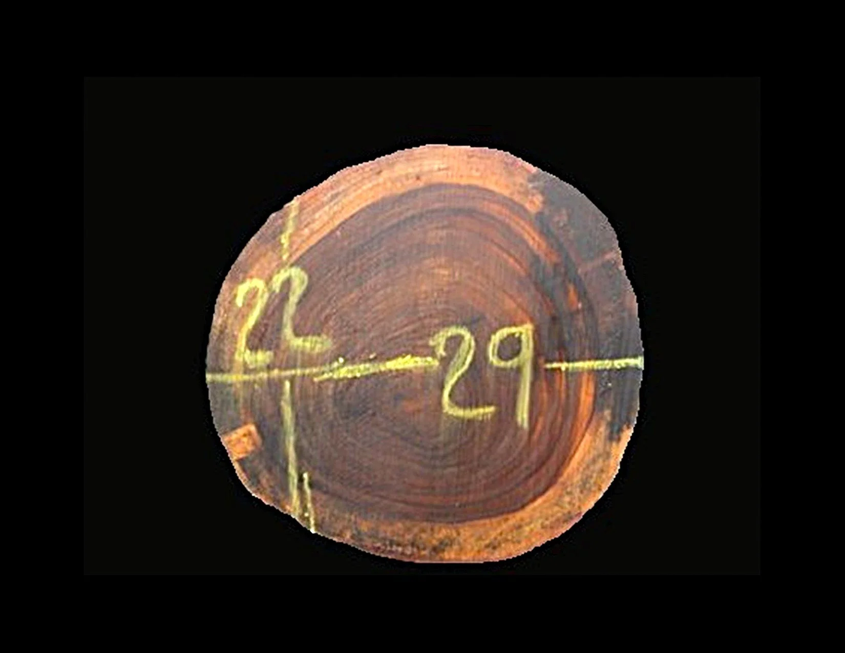 Parota Round Crosscut - H1446GNC - 30” L x 22” W x 2” T - 9 BF