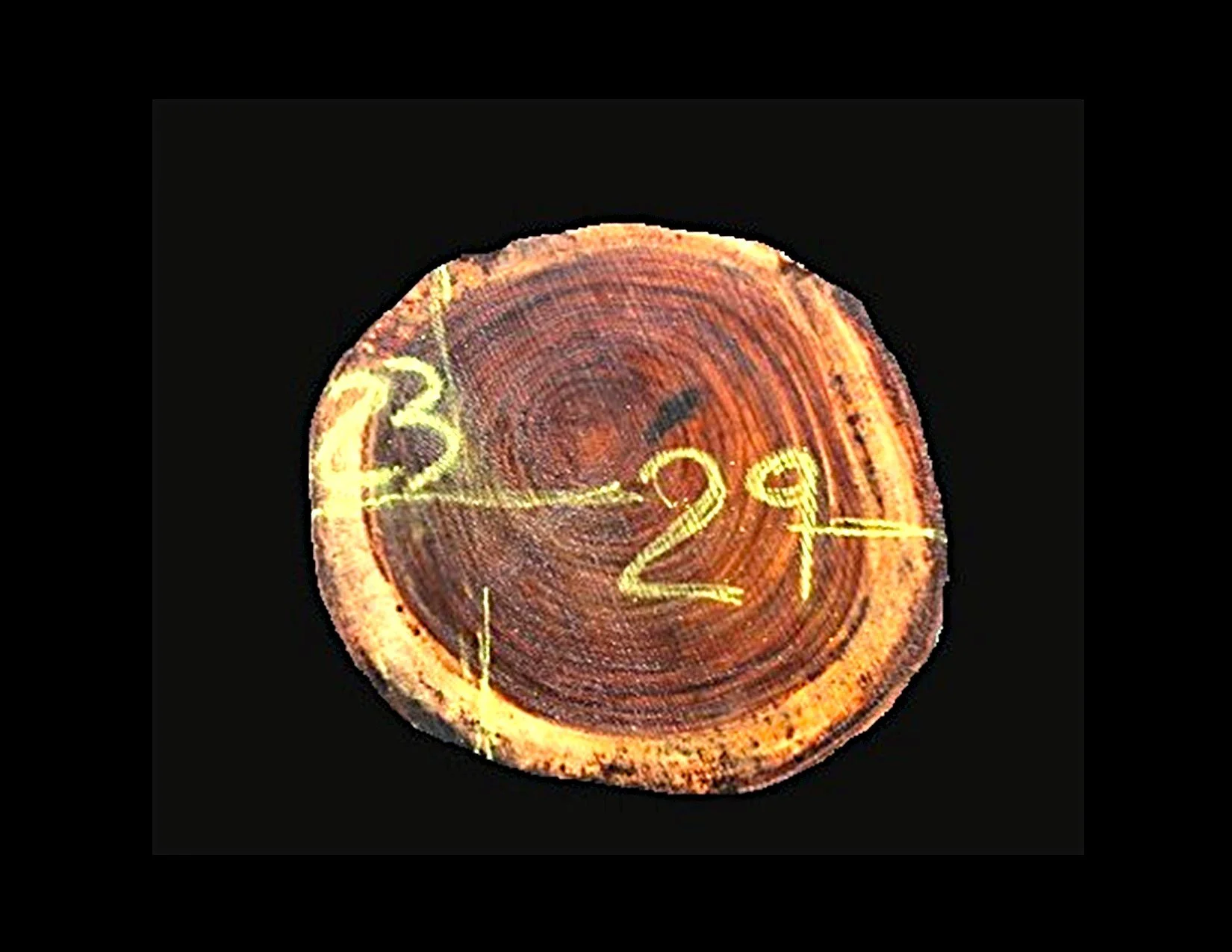 Parota Round Crosscut - H1449GNC - 30” L x 21” W x 2” T - 9 BF