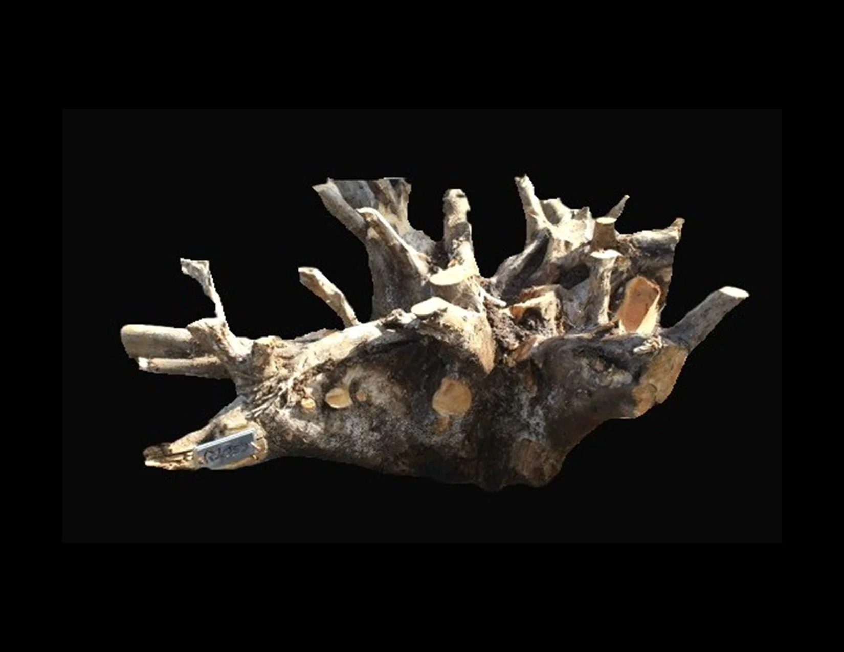 Teak Roots -R1053TEA - 40” L x 32” W x 19” T - 169 BF