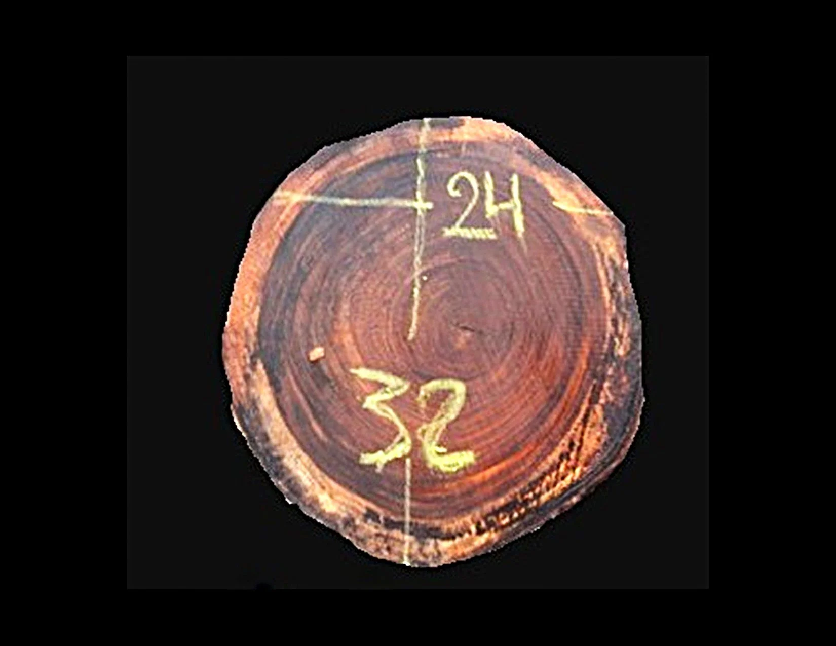 Parota Round Crosscut - H1434GNC - 33” L x 25” W x 2” T - 11 BF