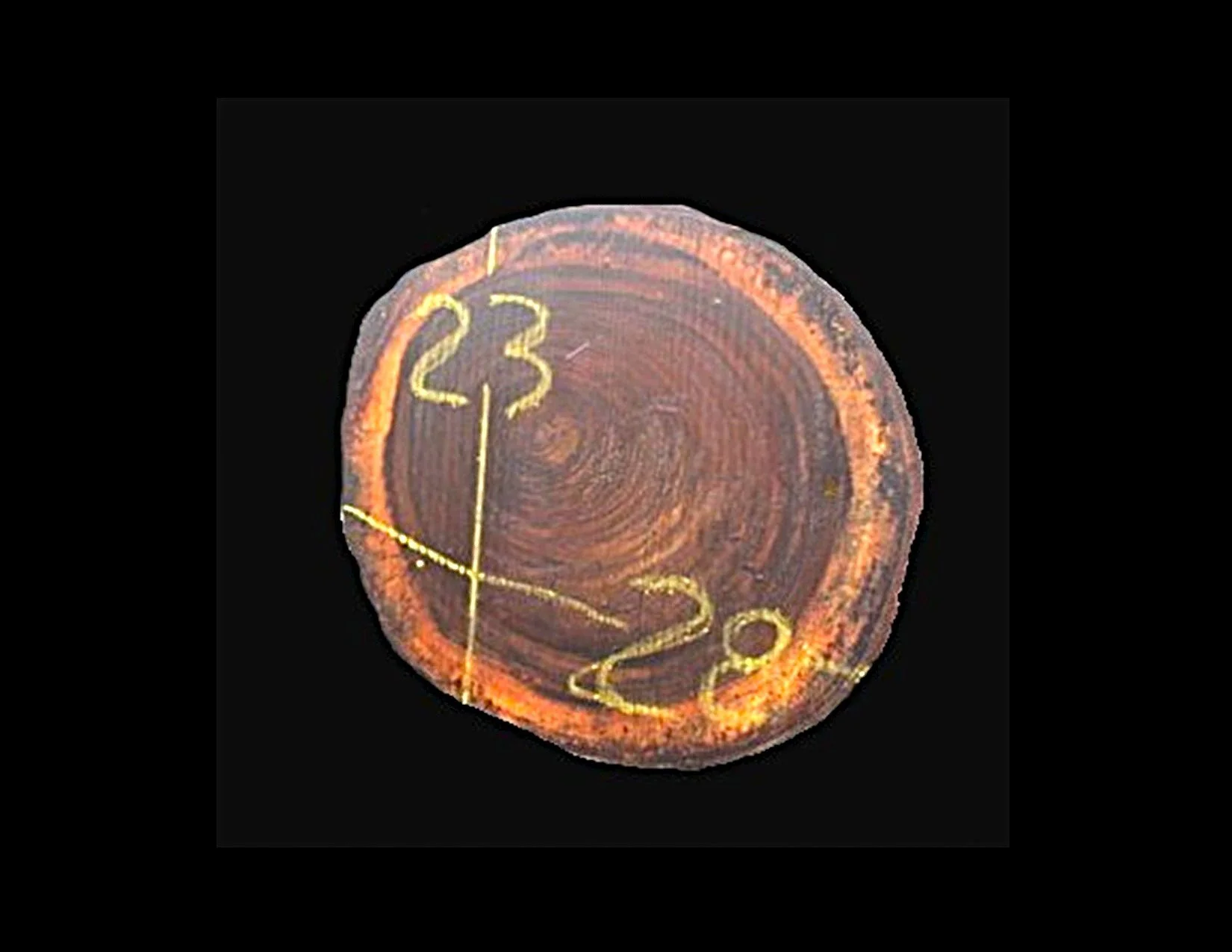 Parota Round Crosscut - H1465GNC - 28” L x 21” W x 2” T - 8 BF
