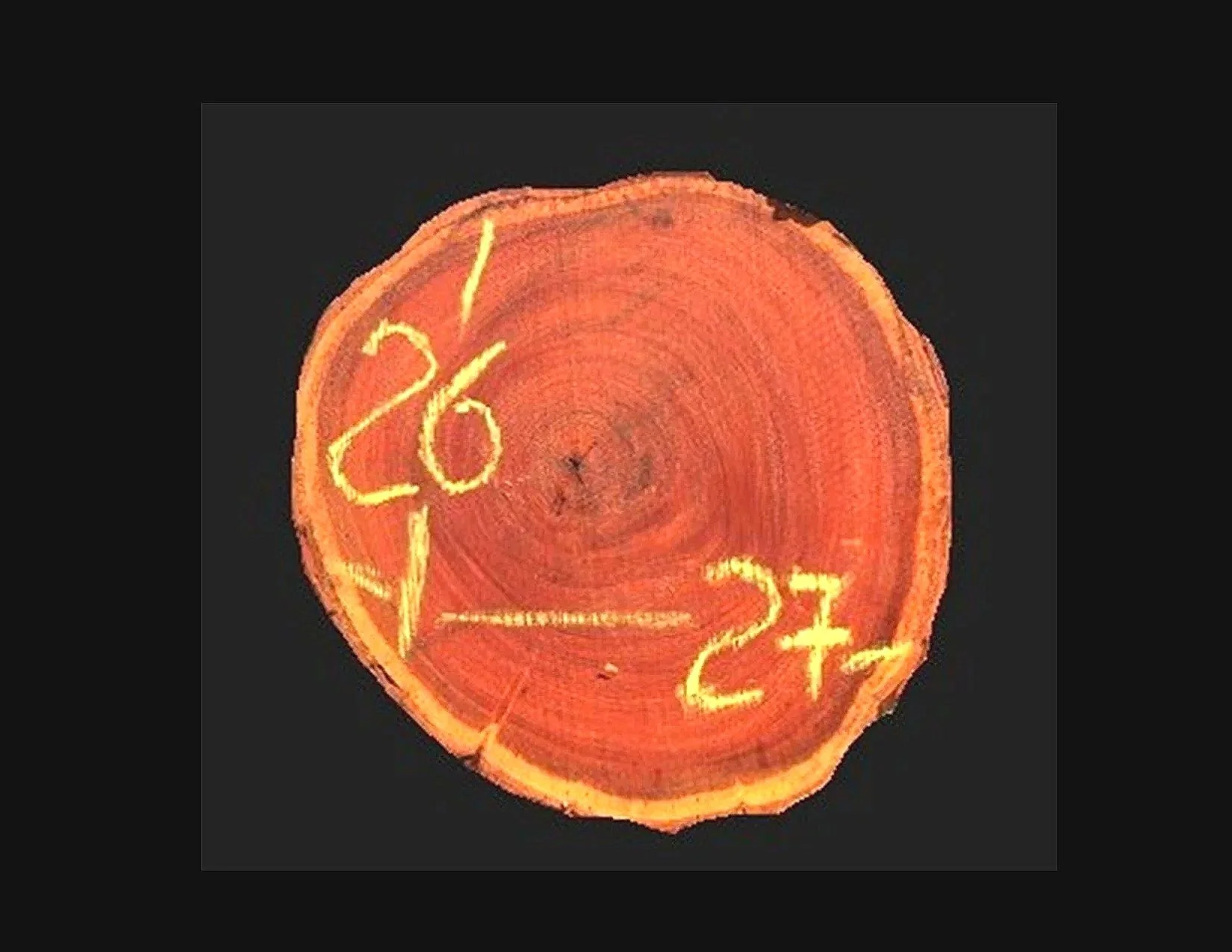 Guayaquil Round Crosscut - H1558GYQ - 27” L x 26” W x 2” T - 10 BF