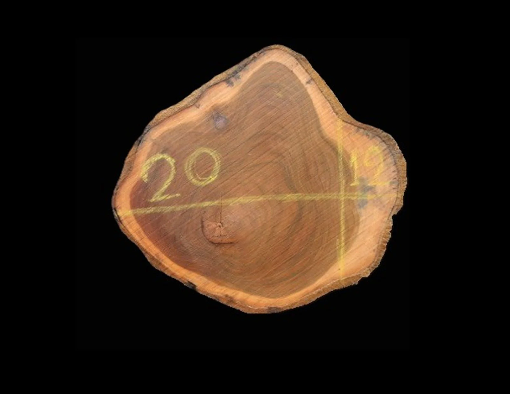 Teak Round Crosscut - H1308TEA - 20” L x 12” W x 2” T - 3 BF