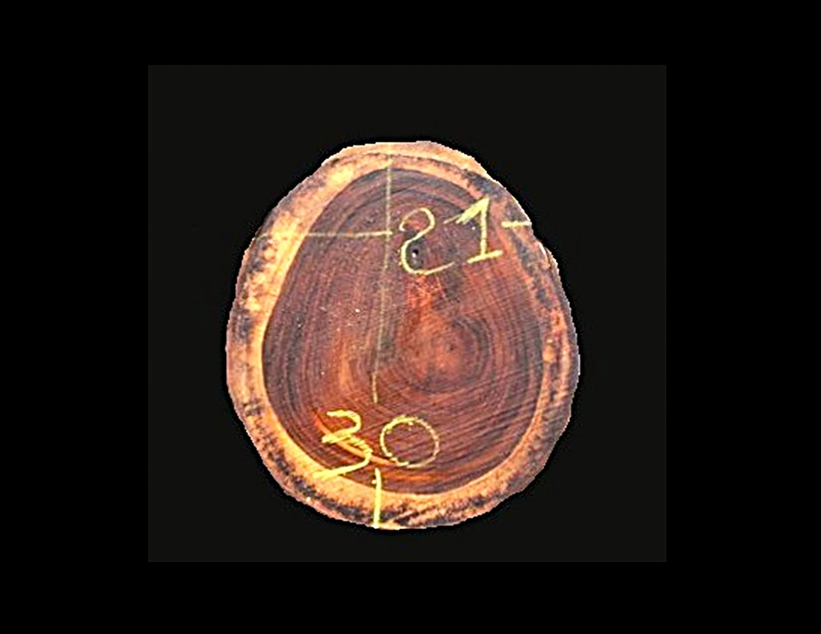 Parota Round Crosscut - H1443GNC - 30” L x 23” W x 2” T - 10 BF