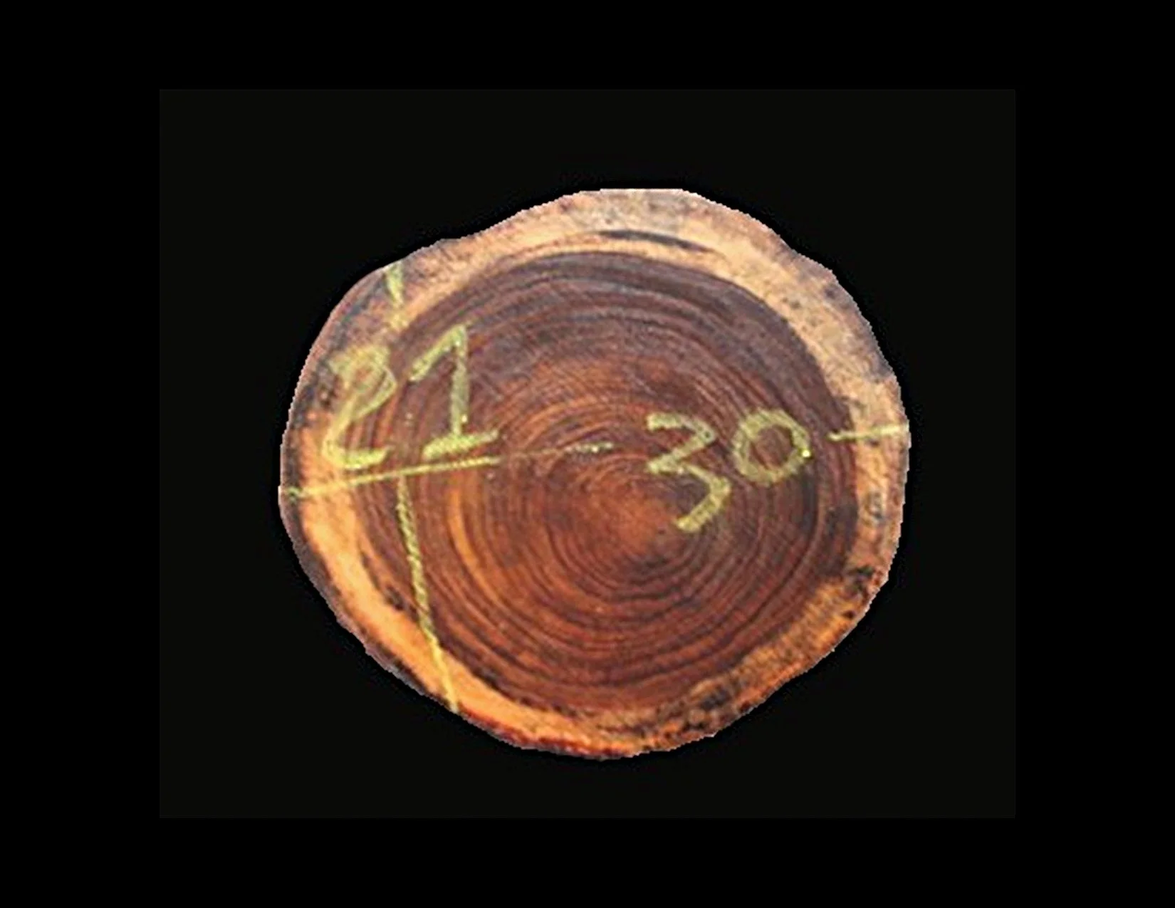 Parota Round Crosscut - H1448GNC - 30” L x 21” W x 2” T - 9 BF