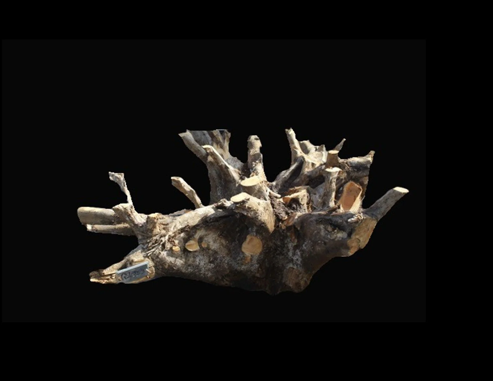 Teak Roots -R1035TEA - 38” L x 20” W x 16” T - 84 BF