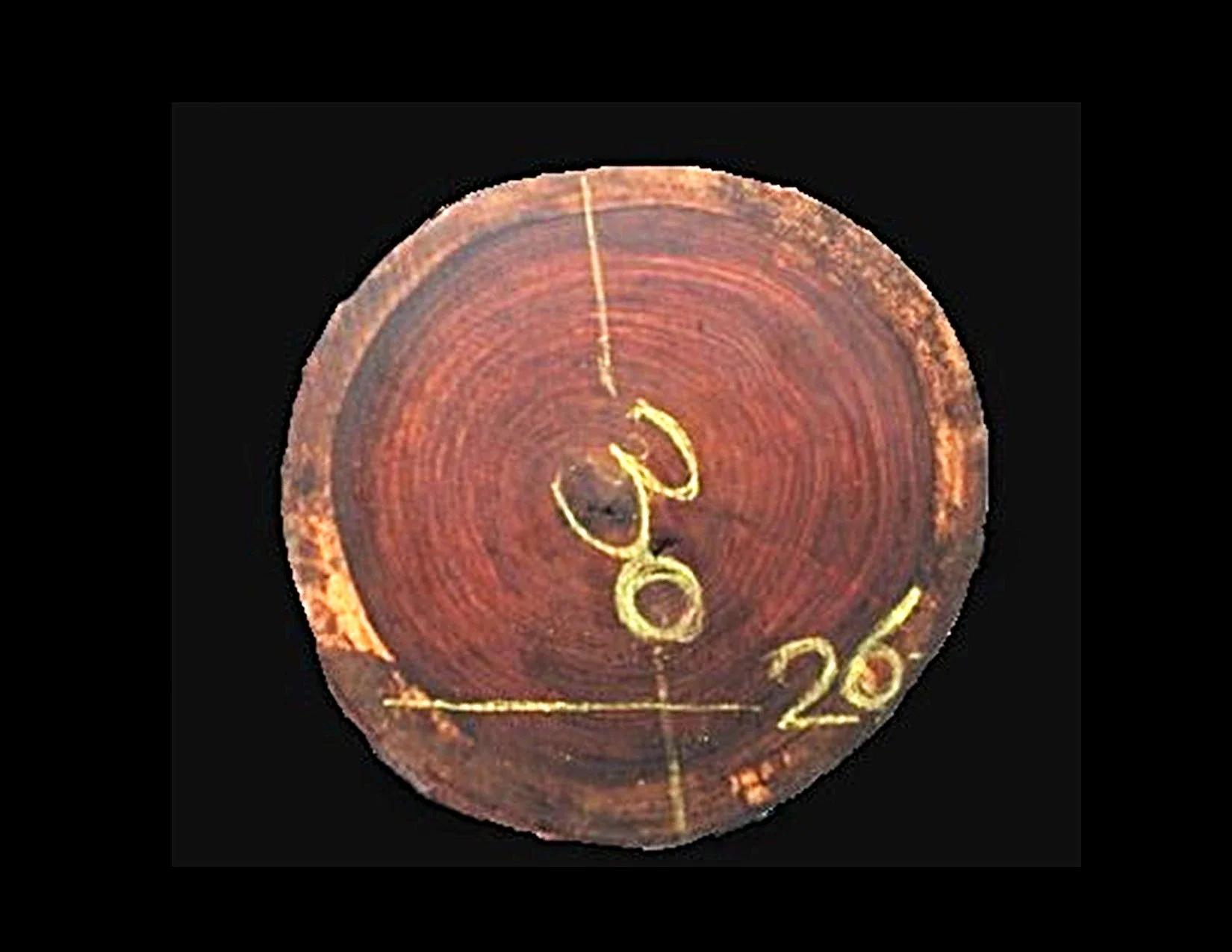 Parota Round Crosscut - H1429GNC - 65” L x 30” W x 2” T - 27 BF