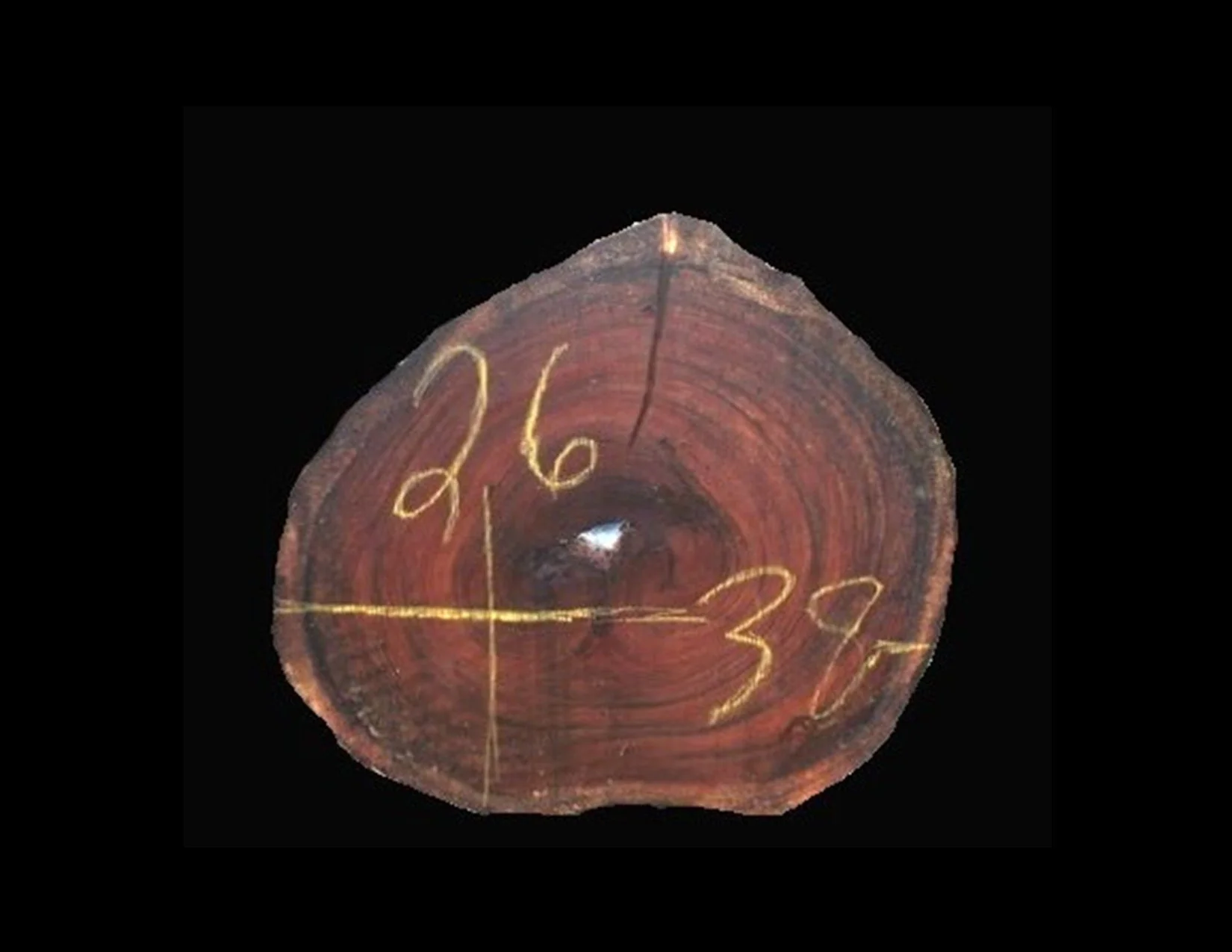 Parota Round Crosscut - H1493GNC - 37” L x 27” W x 2” T - 14 BF