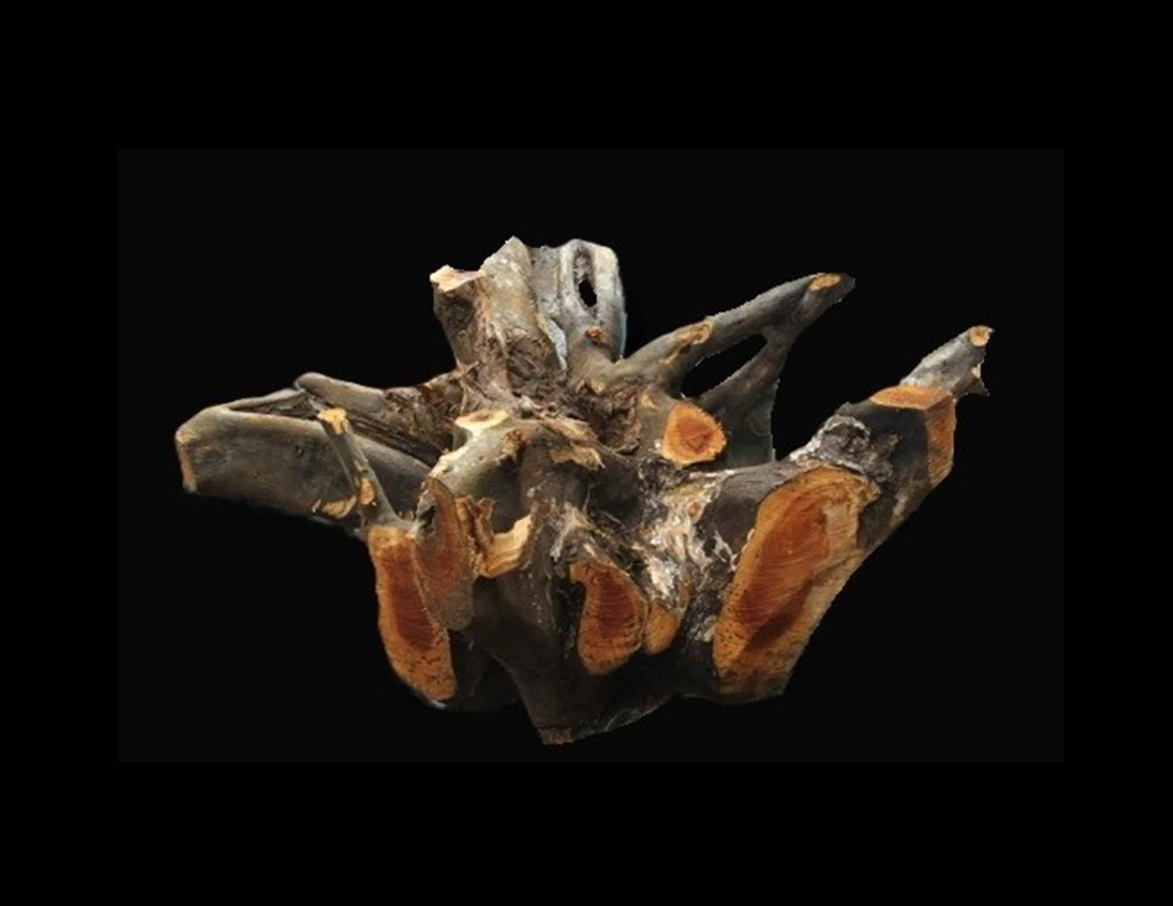 Teak Roots -R1022TEA - 36” L x 24” W x 15” T - 90 BF.