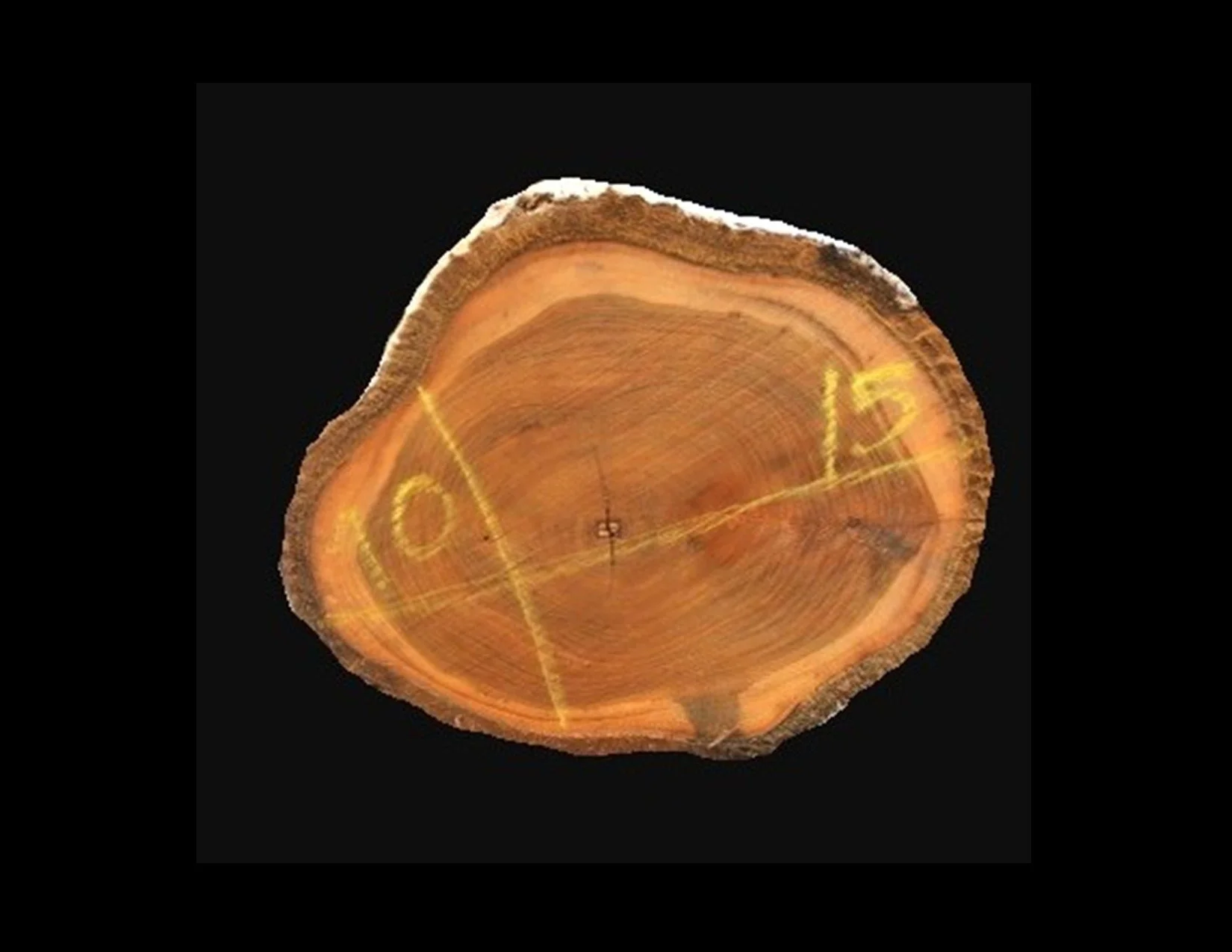 Teak Round Crosscut - H1421TEA - 15” L x 10” W x 2” T - 2 BF