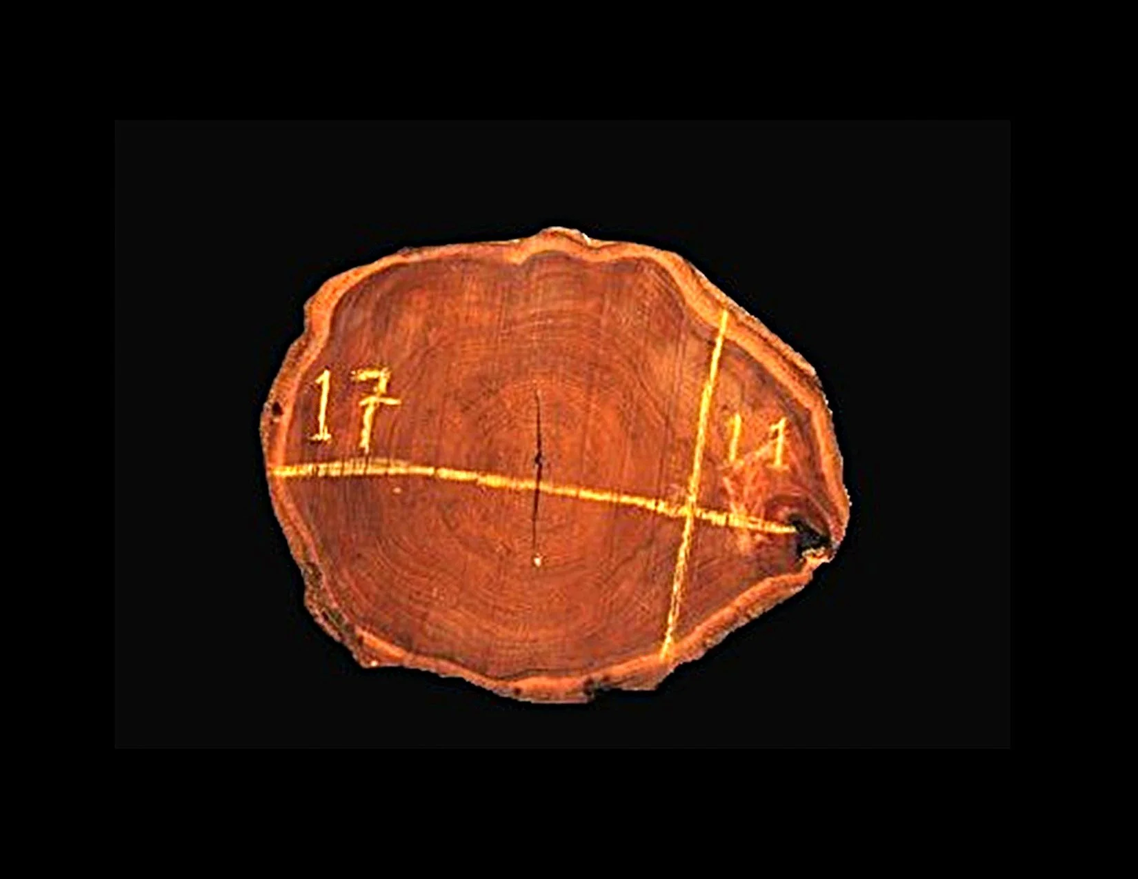 Teak Round Crosscut - H1144TEA - 17” L x 11” W x 2” T - 3 BF