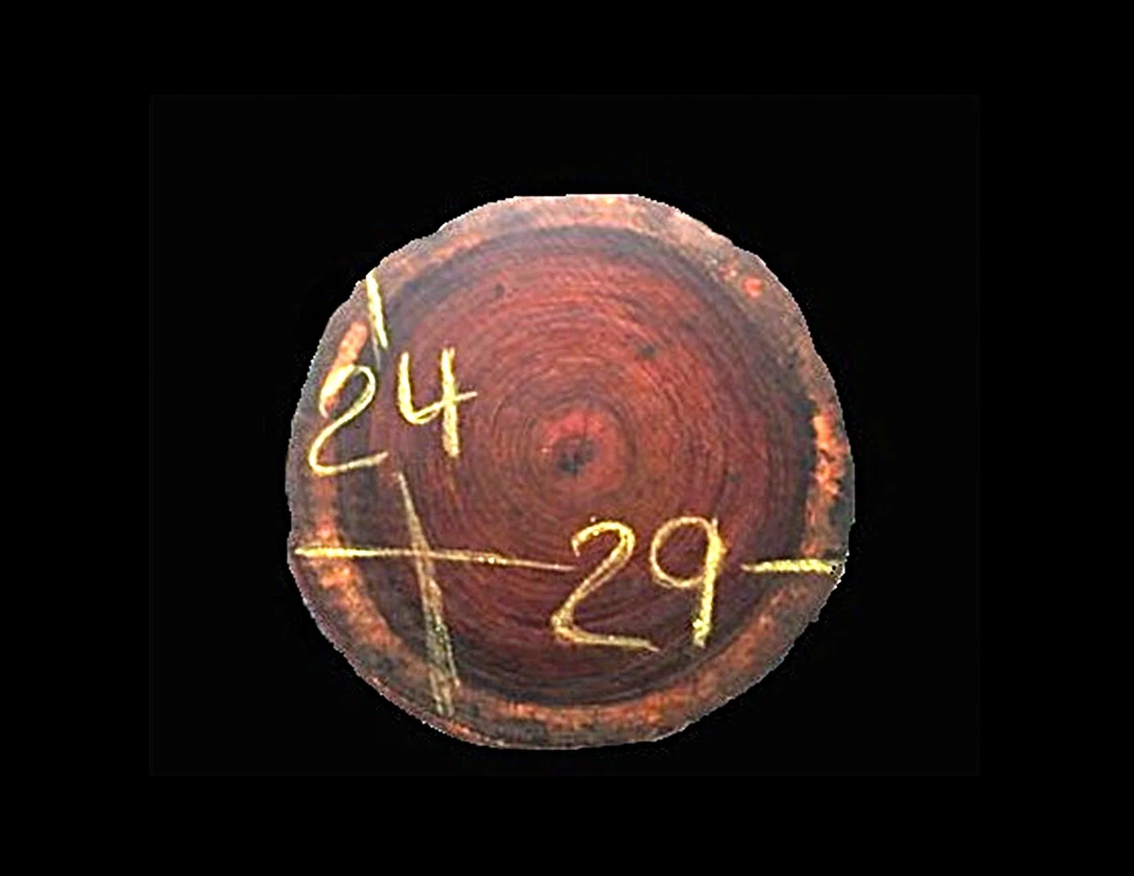 Parota Round Crosscut - H1474GNC - 29” L x 24” W x 2” T - 10 BF