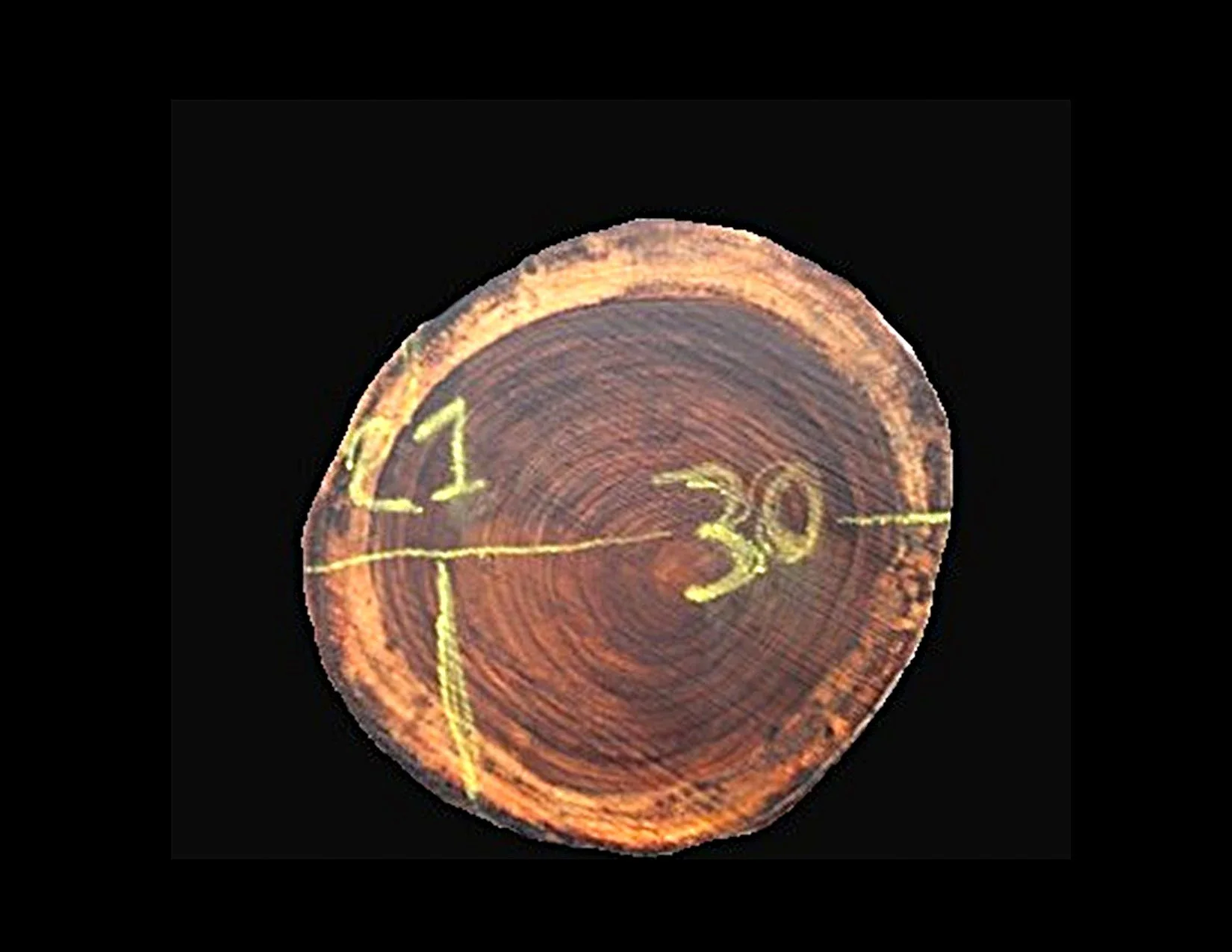 Parota Round Crosscut - H1447GNC - 29” L x 22” W x 2” T - 9 BF