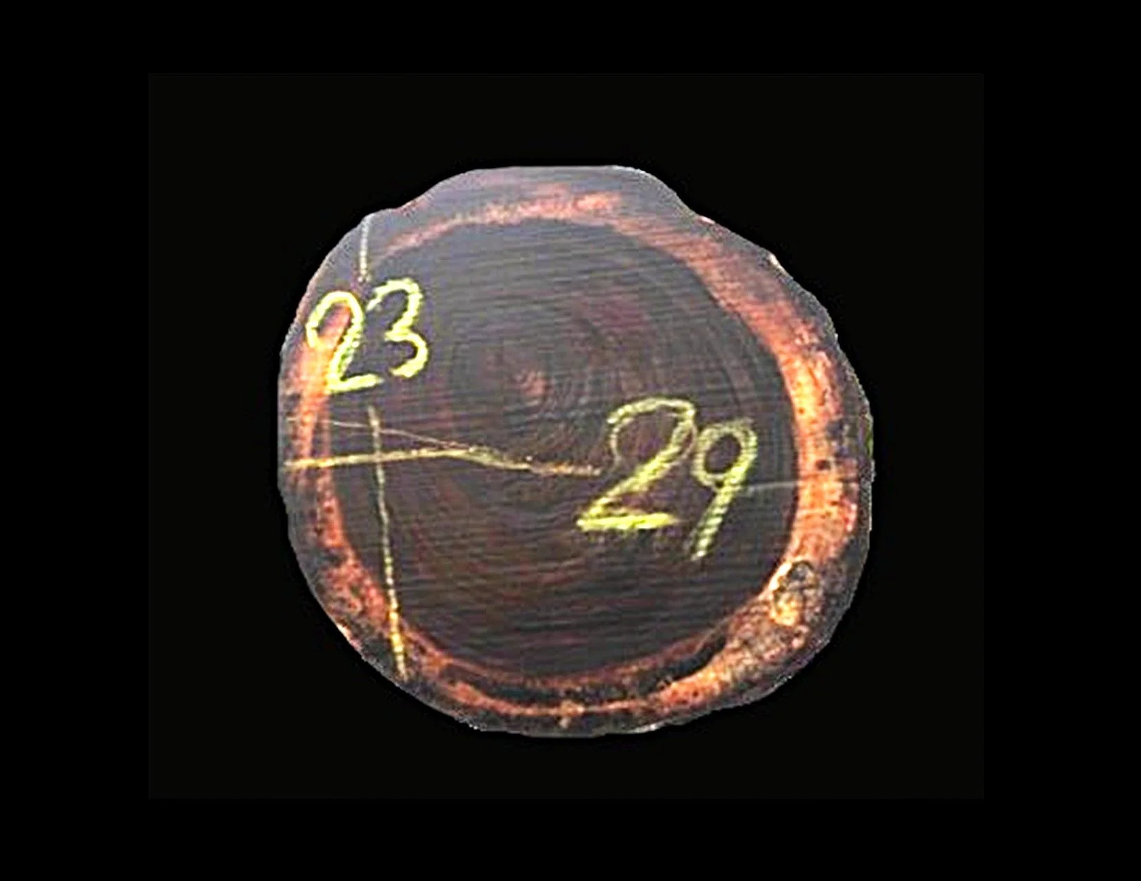 Parota Round Crosscut - H1467GNC - 29” L x 23” W x 2” T - 9 BF