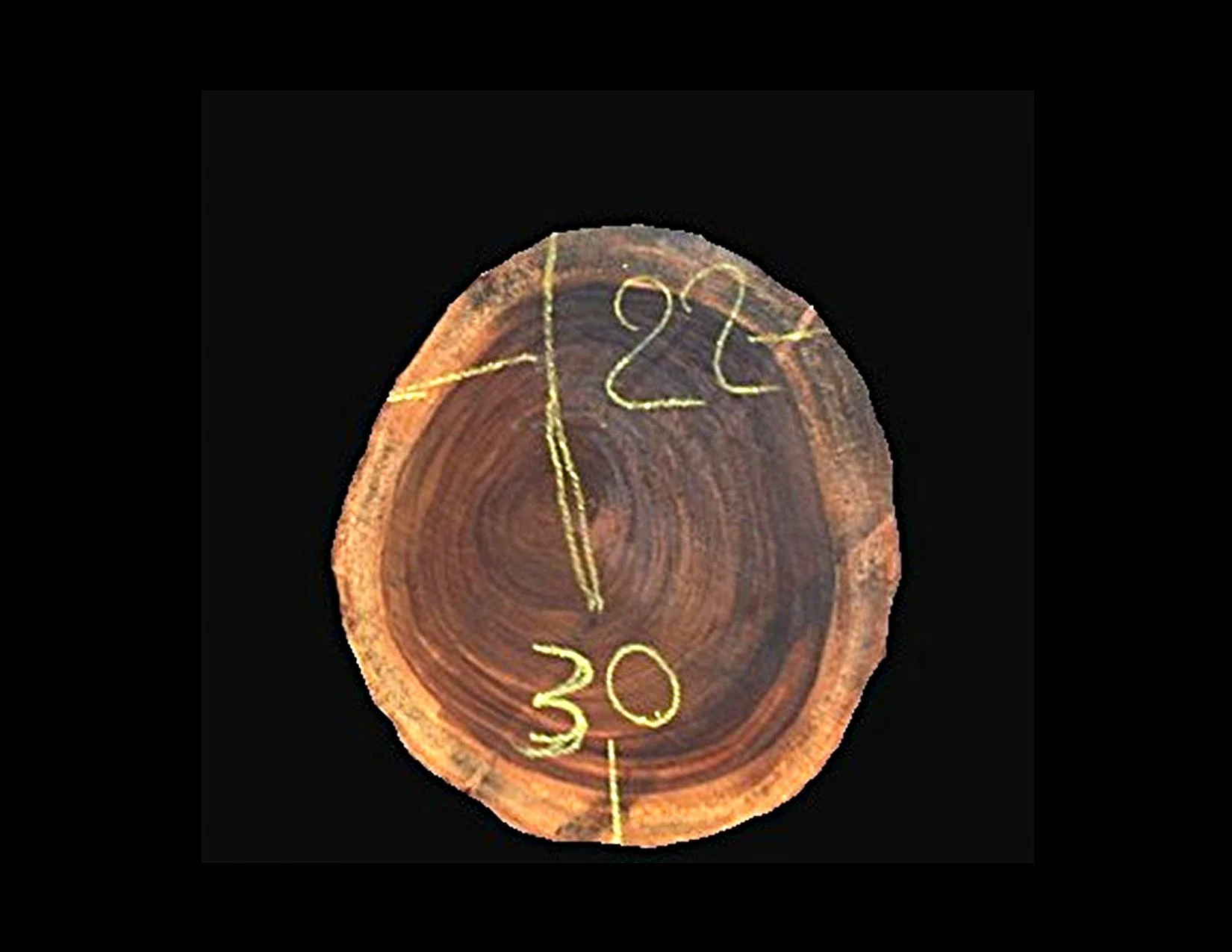 Parota Round Crosscut - H1444GNC - 30” L x 21” W x 2” T - 9 BF