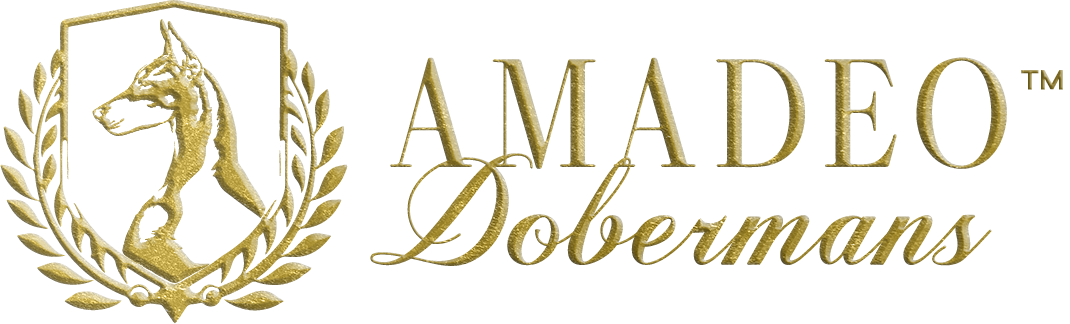 Amadeo Dobermans