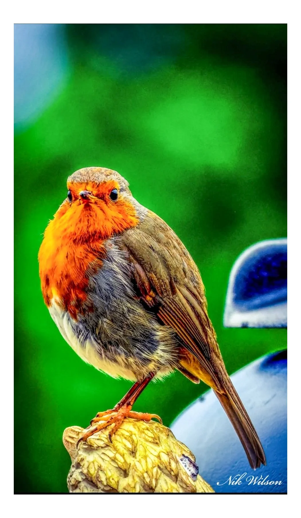 Wildlife and Animals