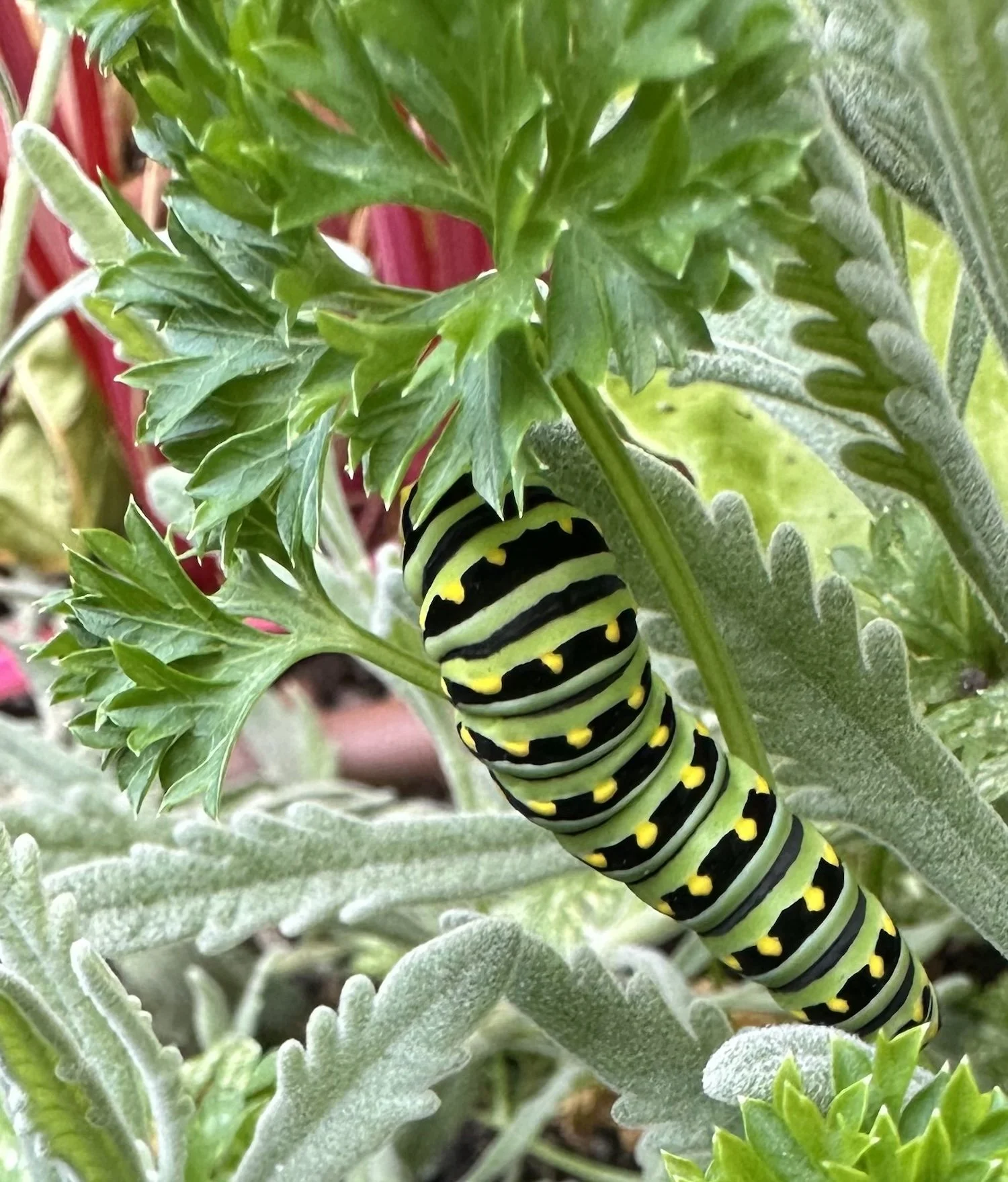 A bright yellow and black striped caterpillar with yellow spots on its black body, resting on green foliage.