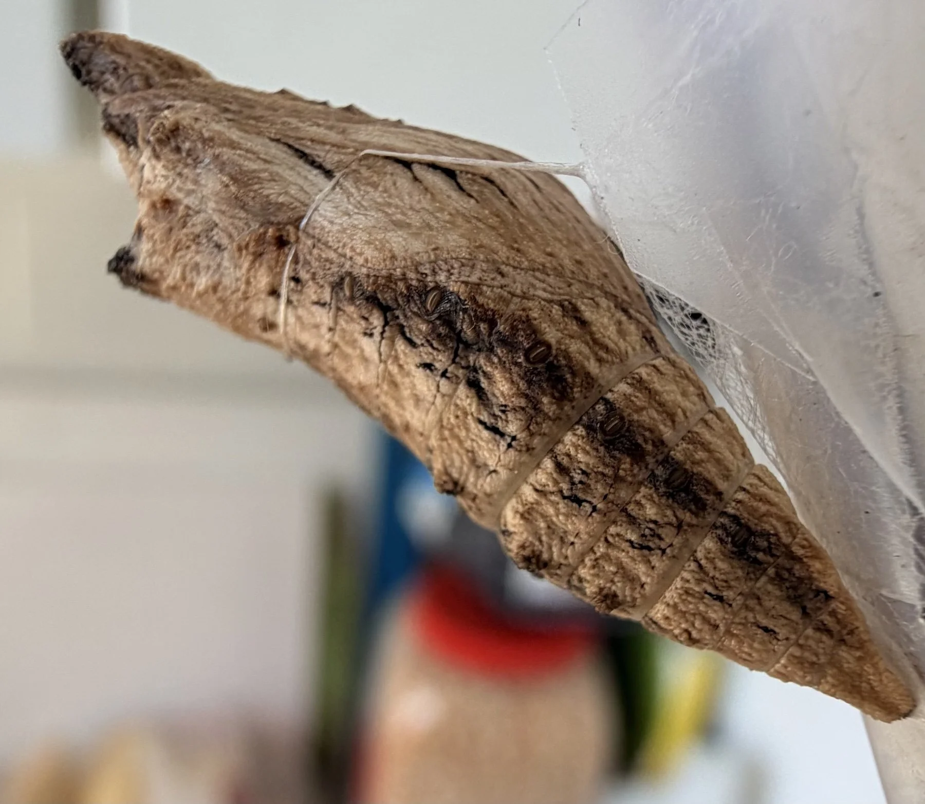 Close-up of a brown moth resting on a light-colored wall with a cobweb near it.