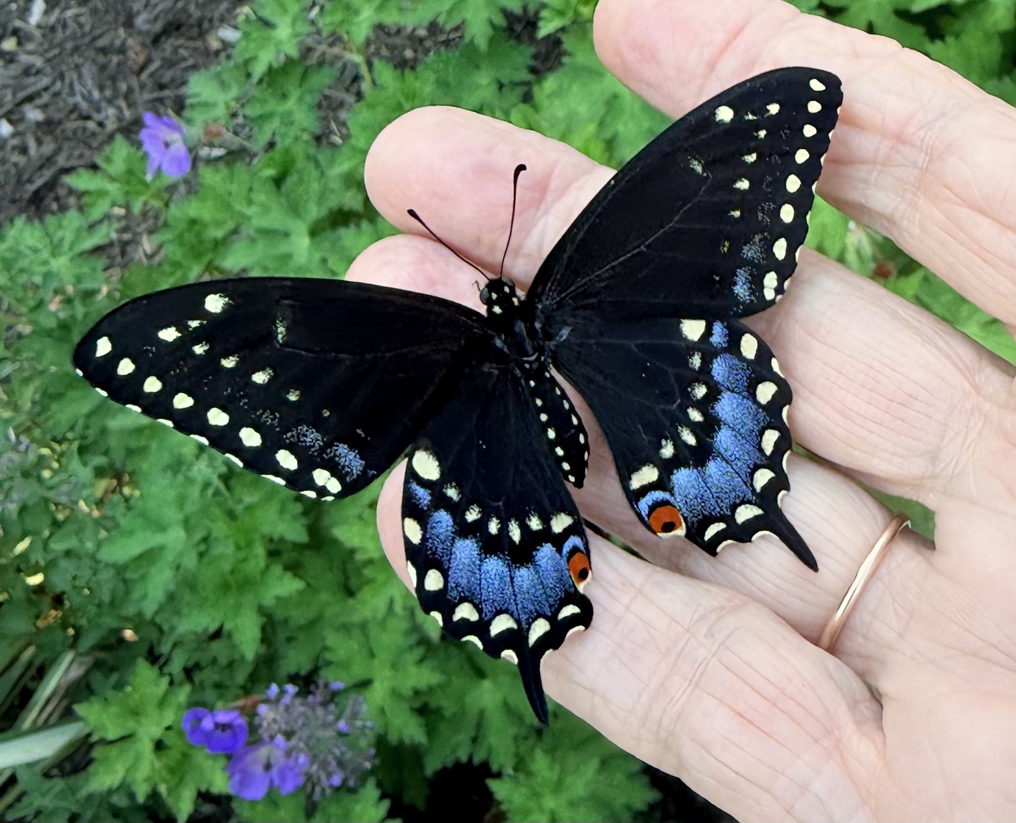 Close-up of a black butterfly with yellow and blue markings resting on a person's hand with a green background and purple flowers.