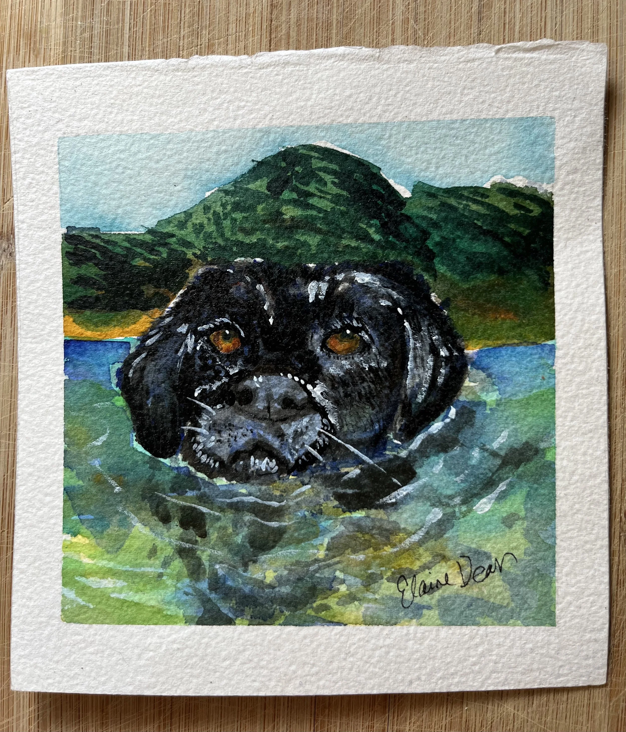 Pet Portraits
