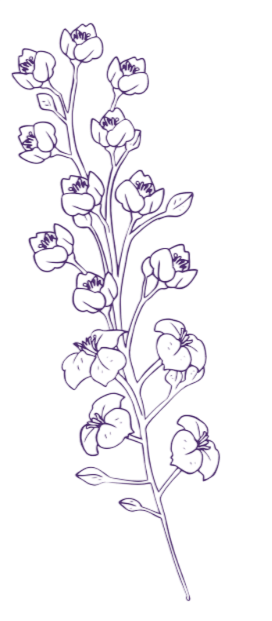 Outline of a purple flowering plant with multiple flowers and leaves on a single stem.