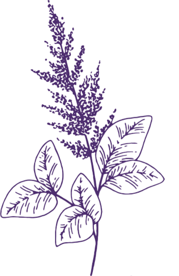 Purple plant sketch with lavender flower and leaves