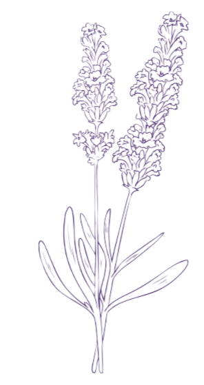 Illustration of lavender flowers with green leaves.