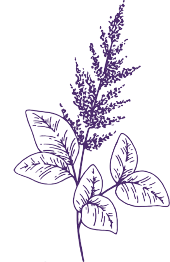A purple line drawing of a flowering plant with several leaves and a tall, spiky flower stalk.