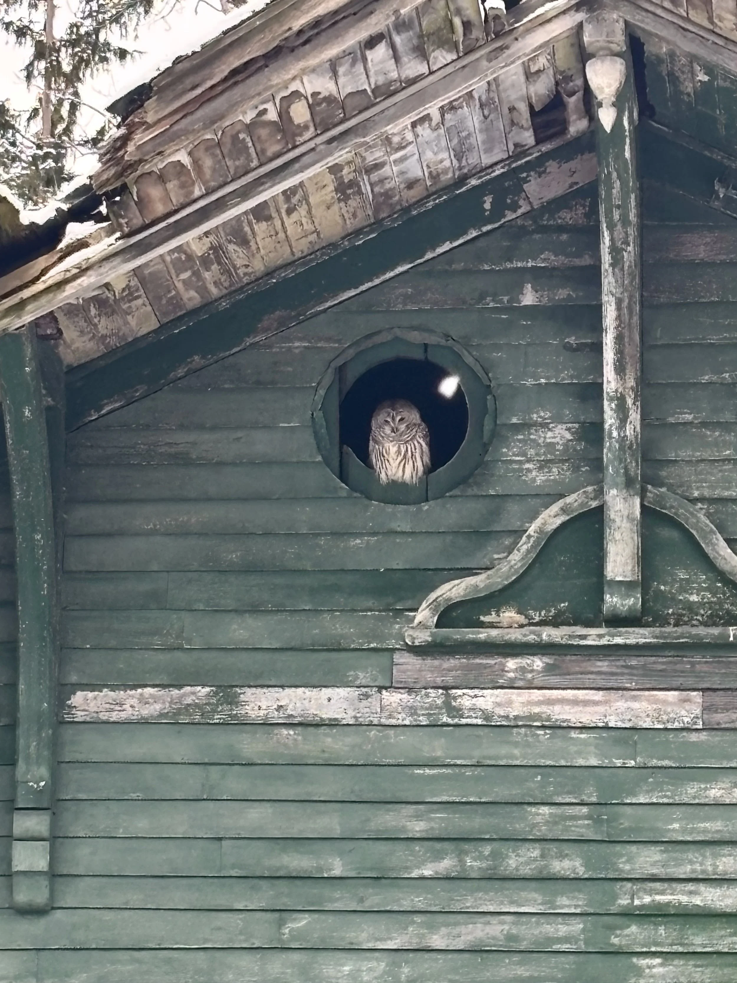 Owl perched inside forest green train depot window