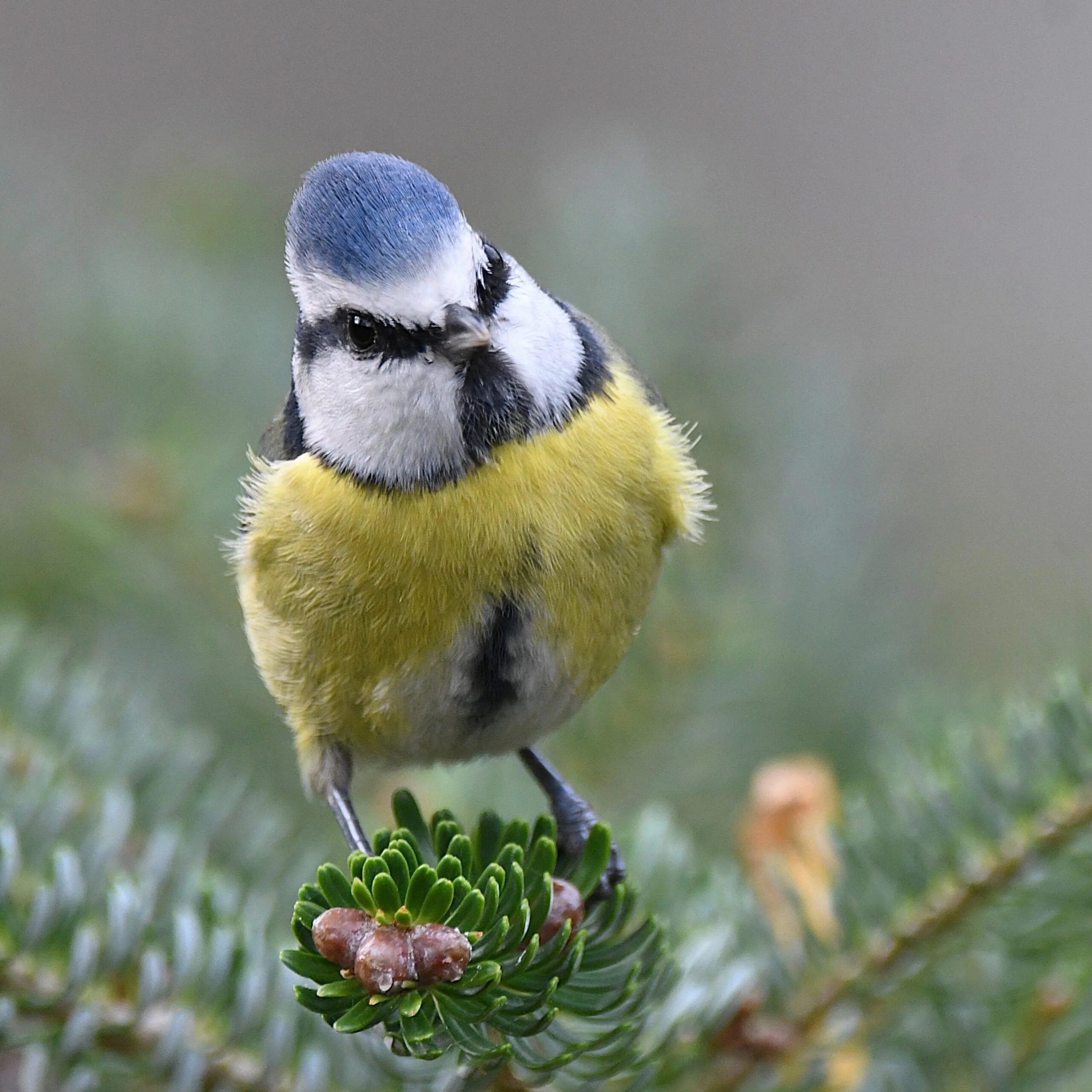 Fuglefotografering, Foto: Jorunn Askeland