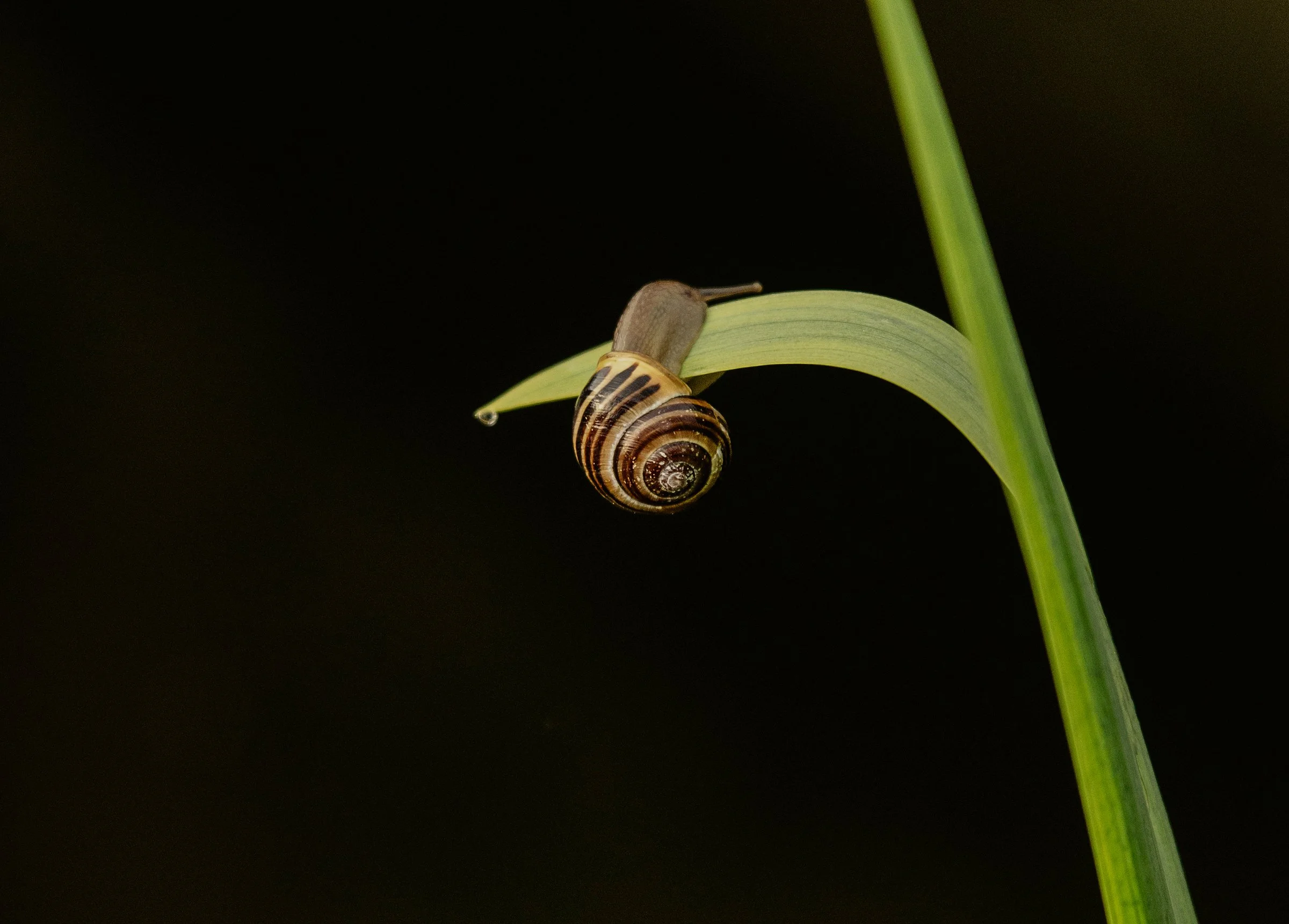 Foto: Bente Larsson-Fedde