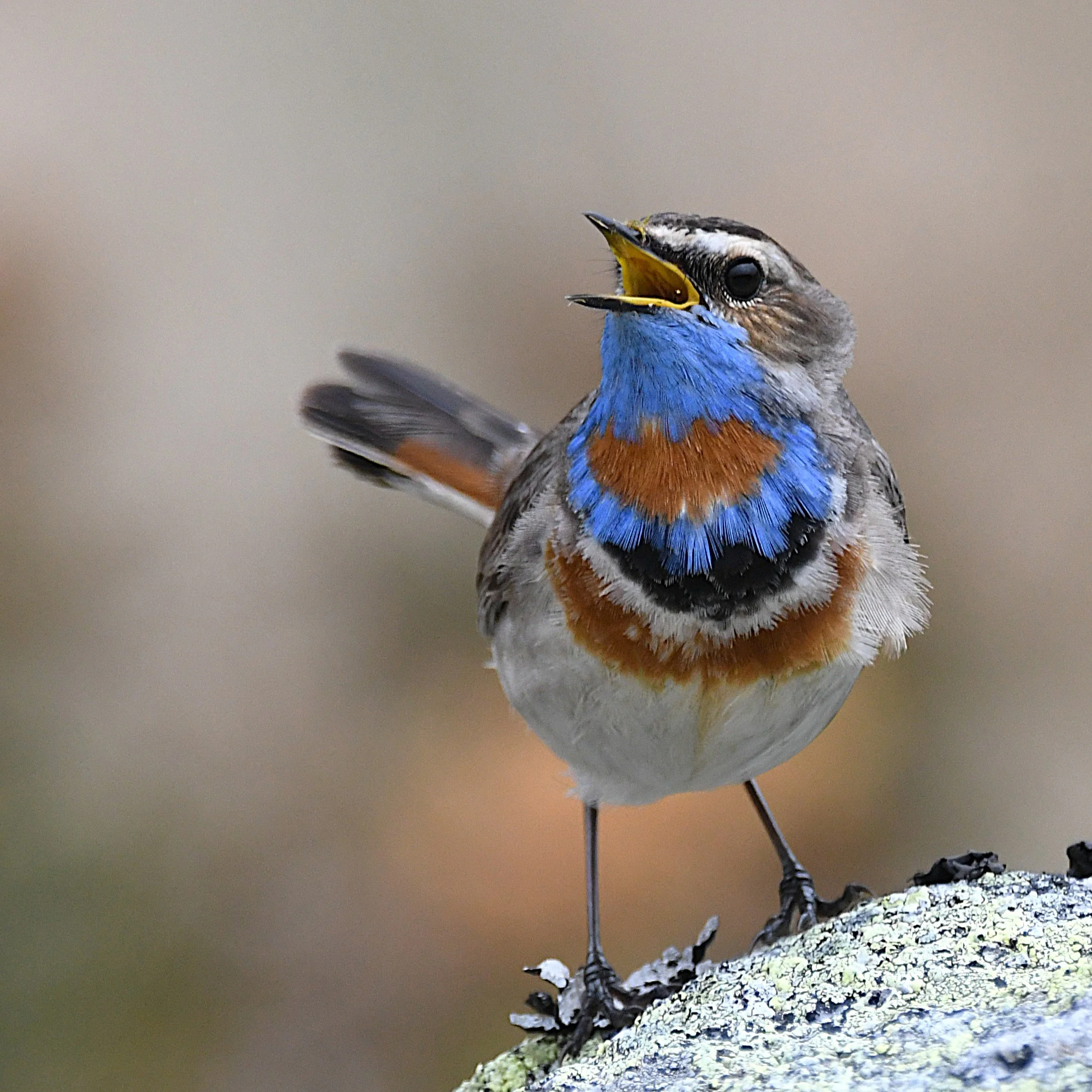 Foto: Jorunn Askeland