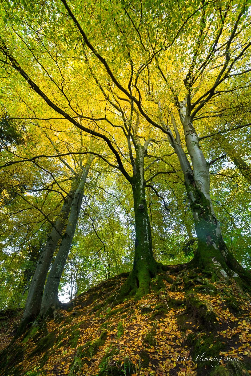 Foto: Flemming Stene