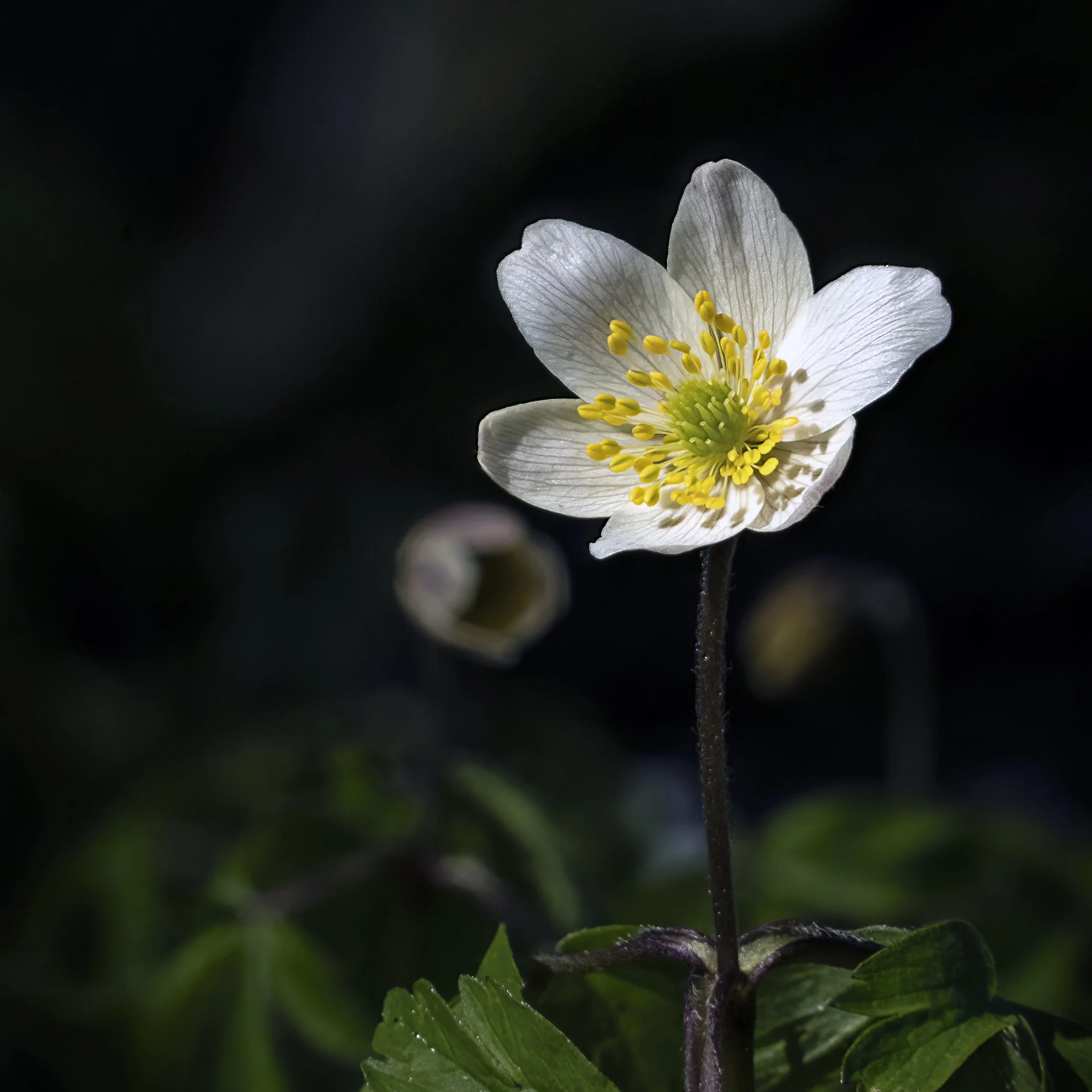 Foto: Eric Mathiesen