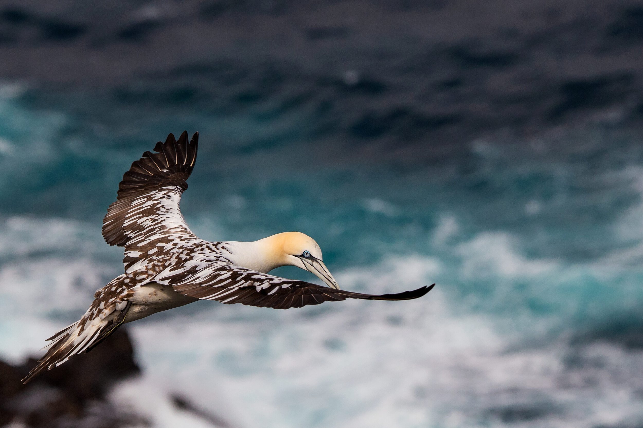 Havsule, Foto: Oddvar Drange