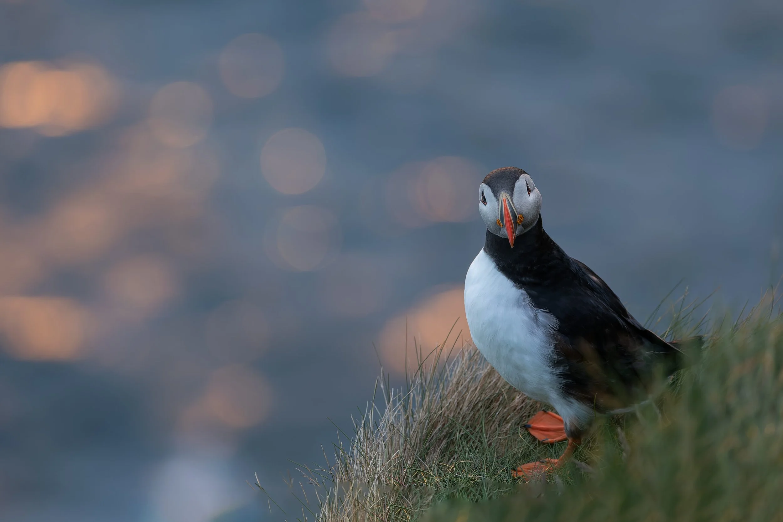 Lunde, Foto; Oddvar Drange