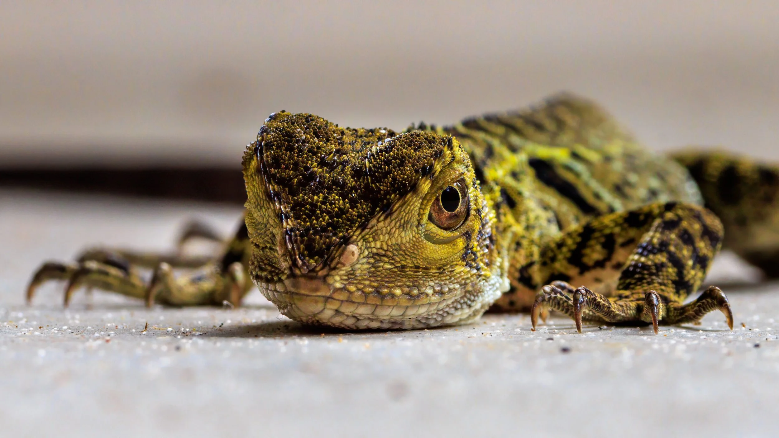 Foto: Kjell Roar Bjørnsen