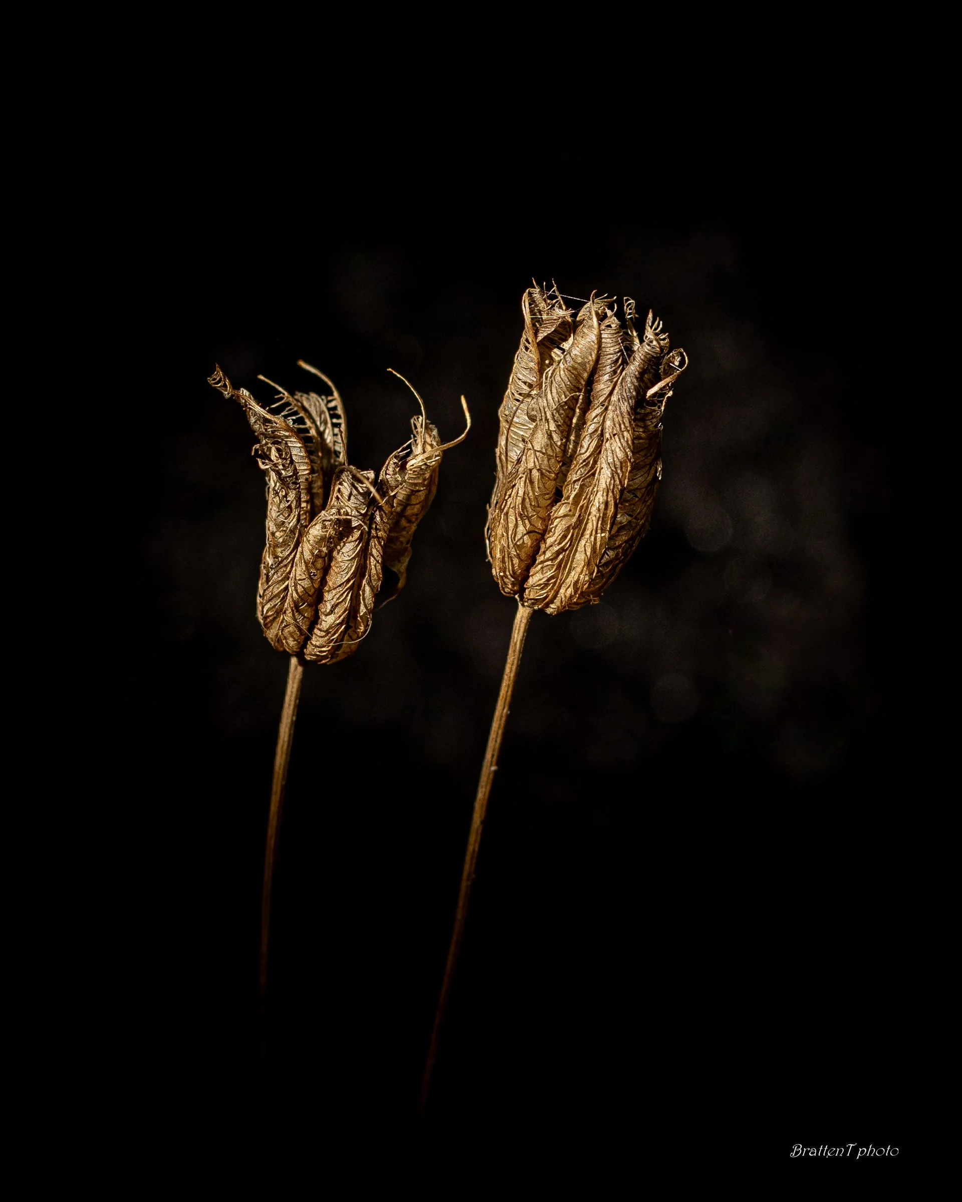 Foto: Tore Bratten