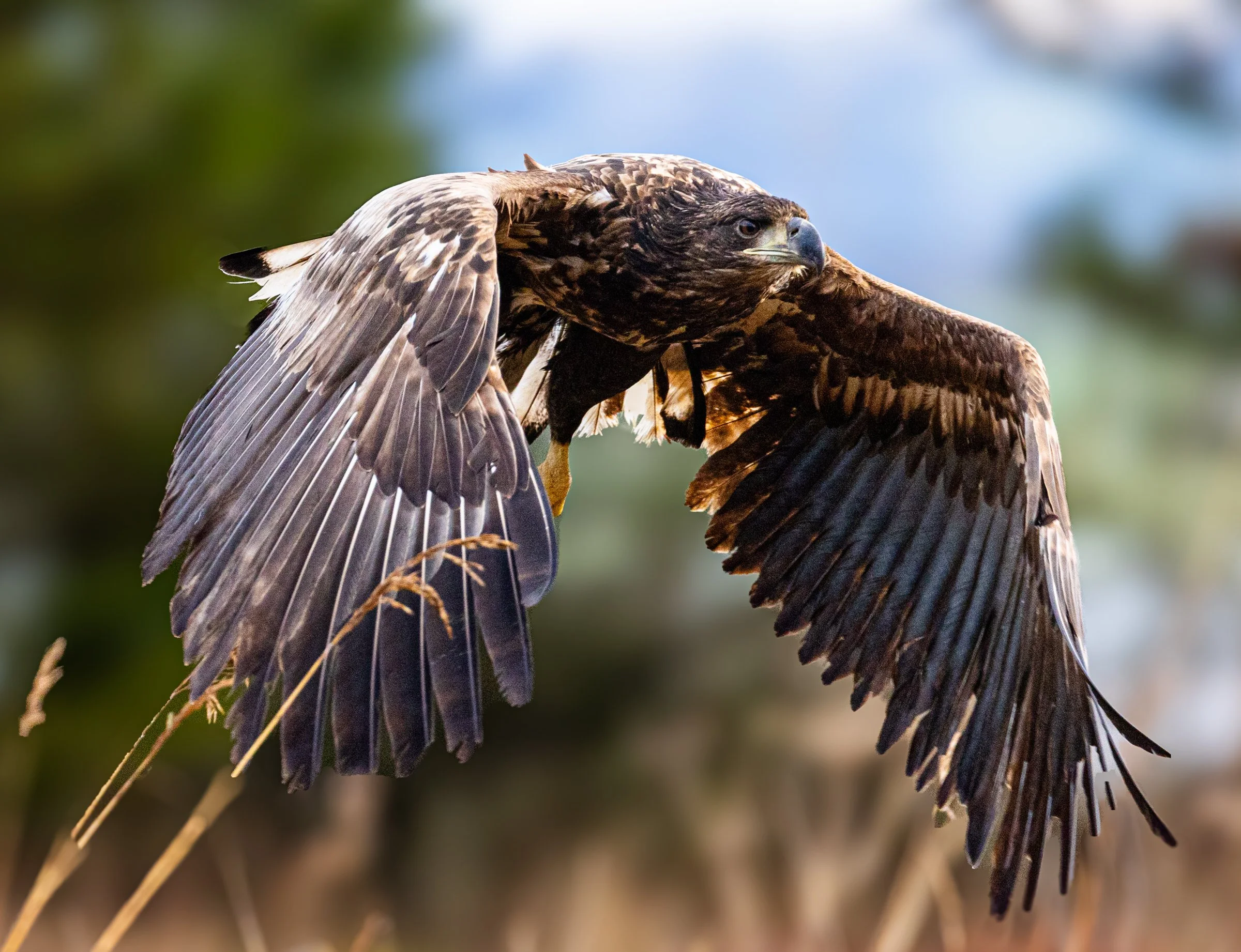 Ørn, Foto: Svein O. Wick